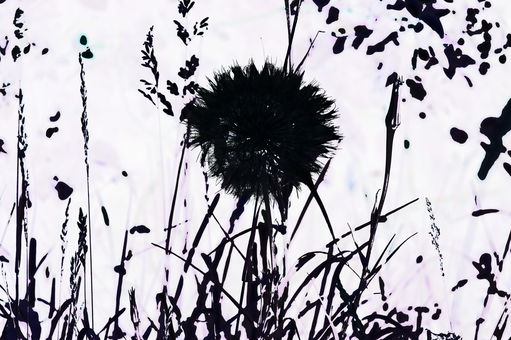 Canon EOS 800D (EOS Rebel T7i / EOS Kiss X9i) sample photo. Abstract with salsify photography
