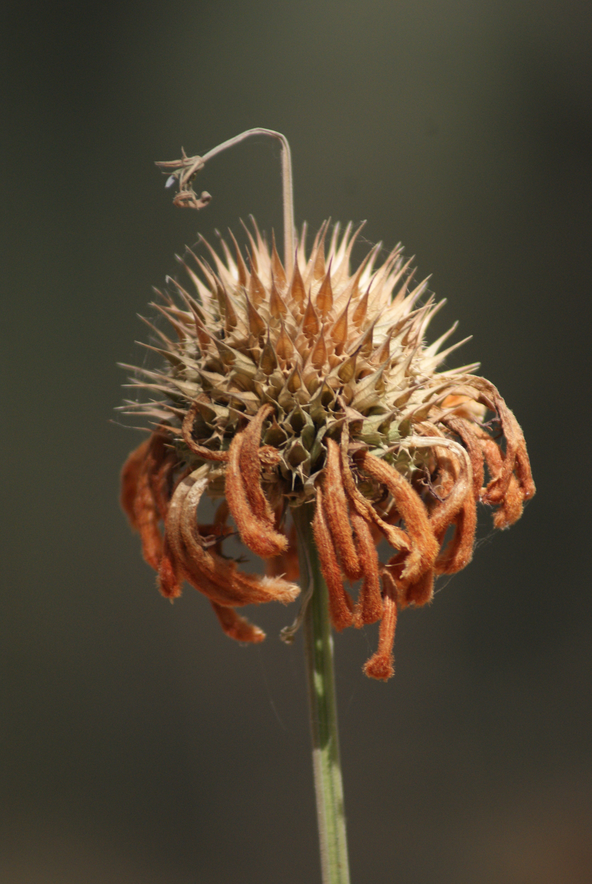 Sony 75-300mm F4.5-5.6 sample photo. Vida muerte photography