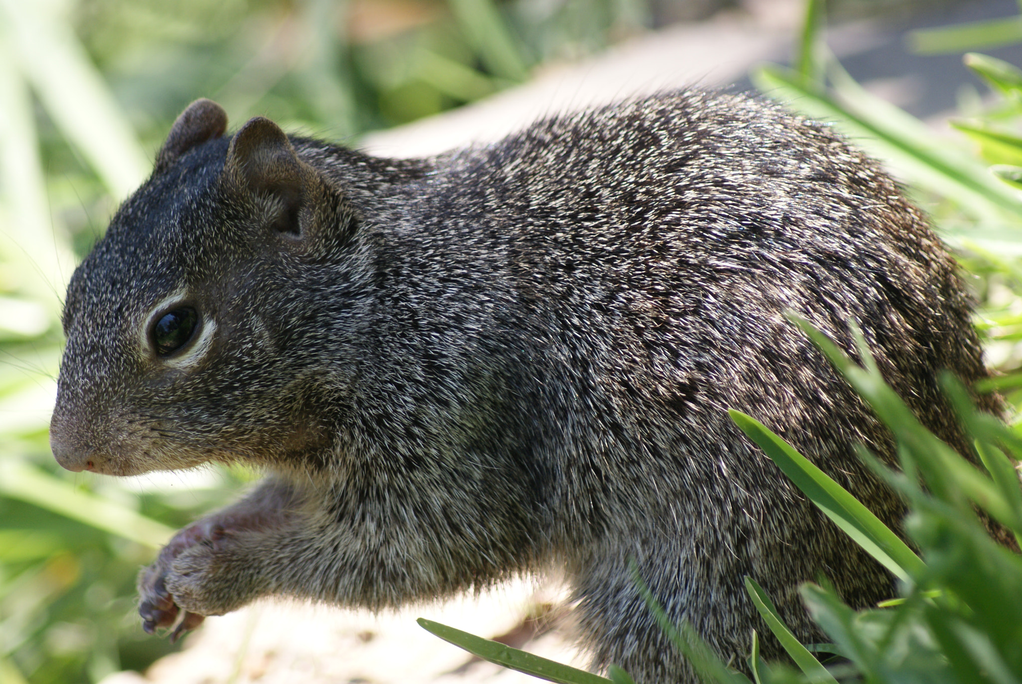 Sony 75-300mm F4.5-5.6 sample photo. Ardilla photography