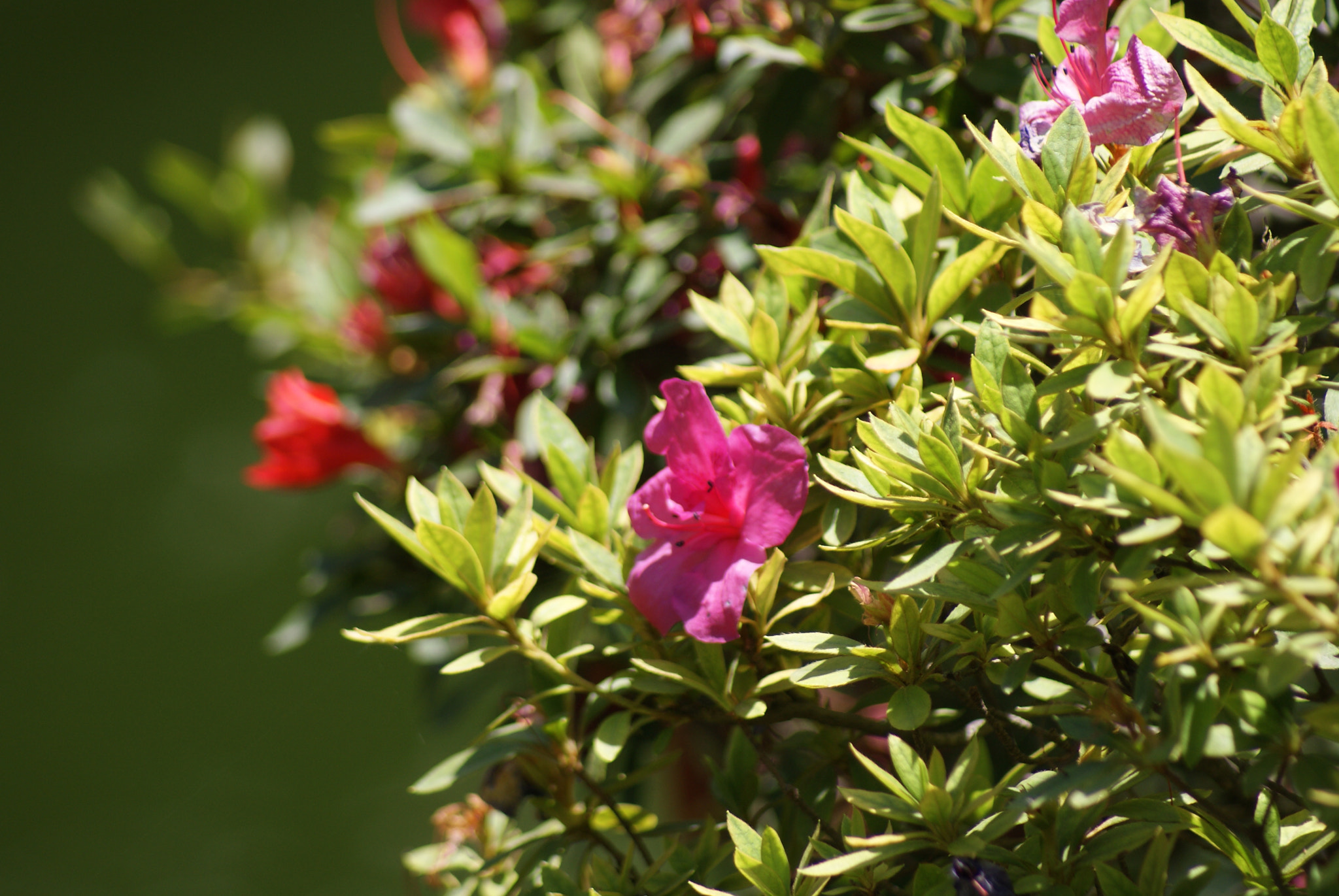 Sony 75-300mm F4.5-5.6 sample photo. Flores photography