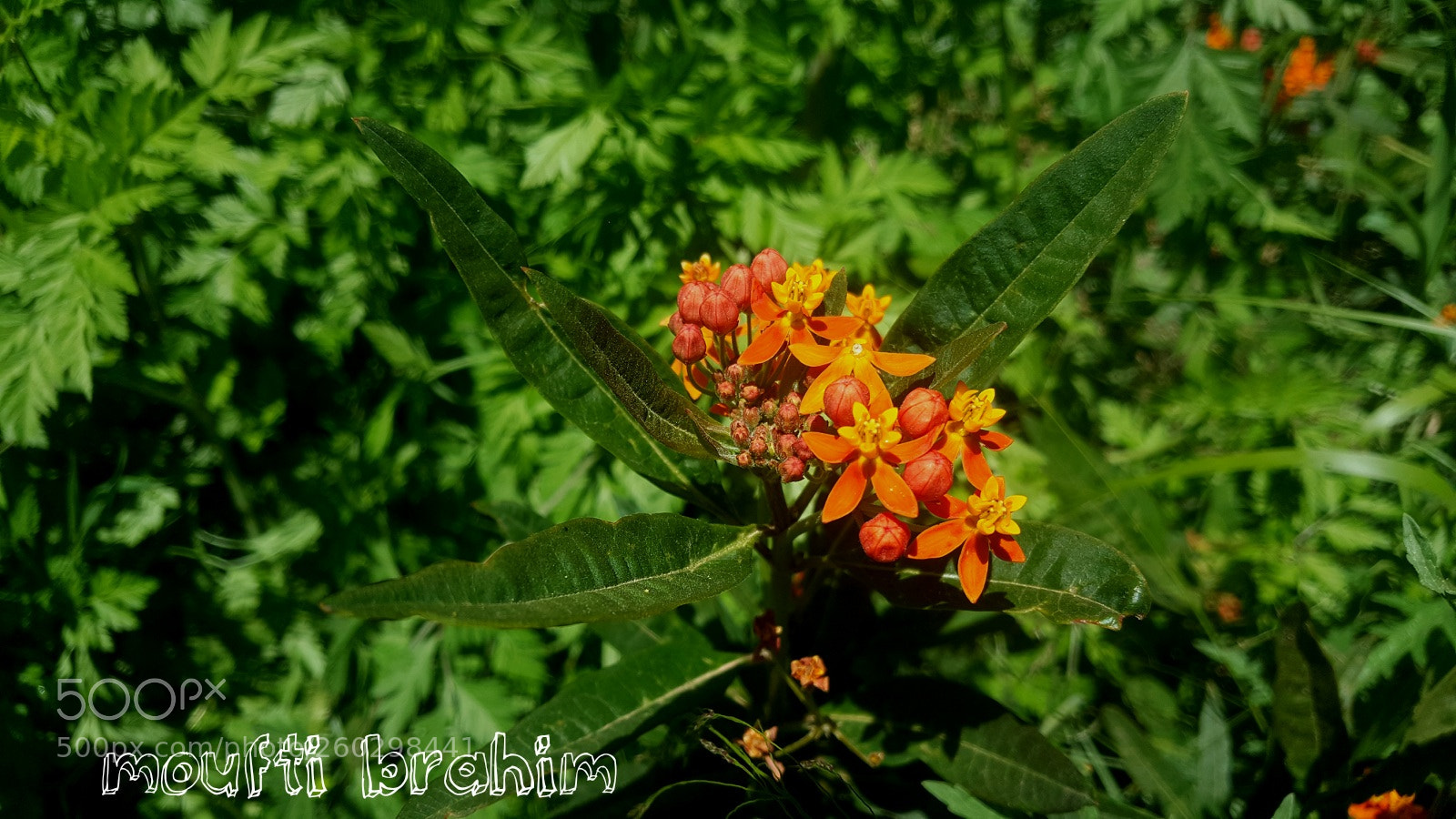Samsung Galaxy Note5 sample photo. Flr photography