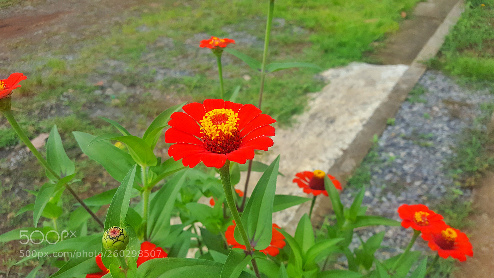 Samsung GALAXY S6 edge sample photo. Untitled photography