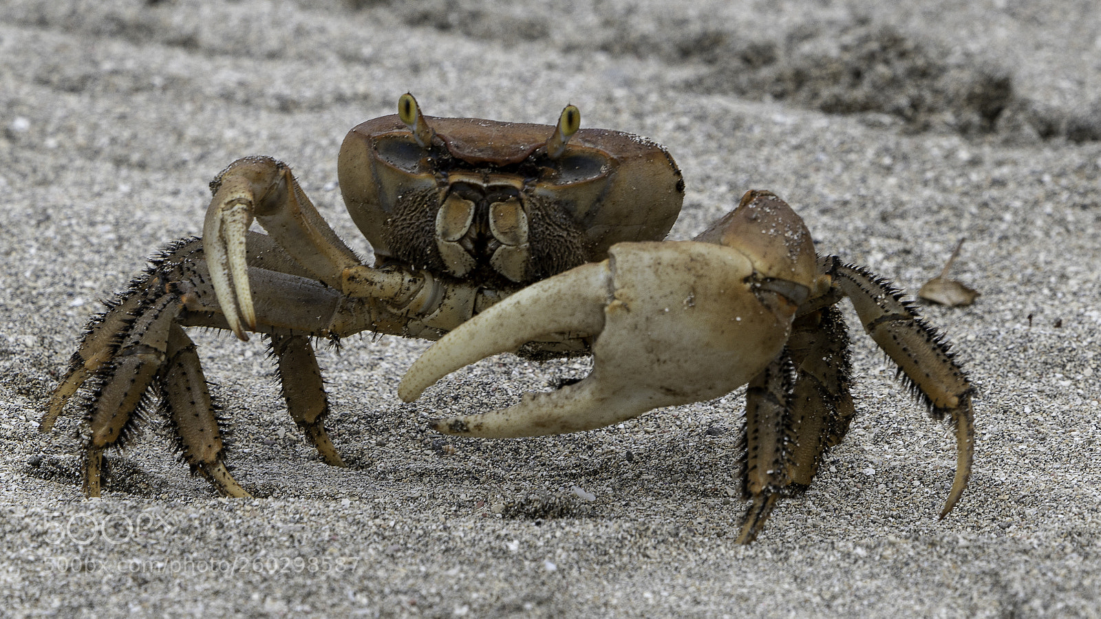 Sony a7R III sample photo. Crab races nisbet plantation photography