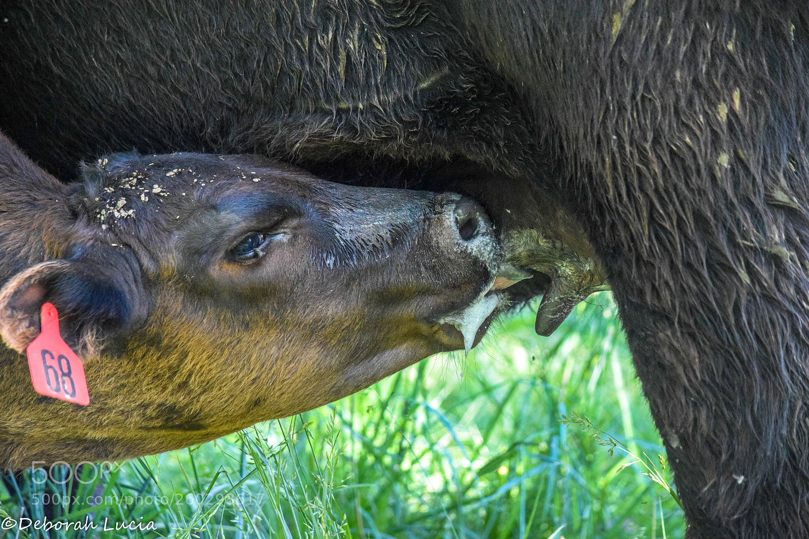 Nikon D5300 sample photo. Feeding time photography