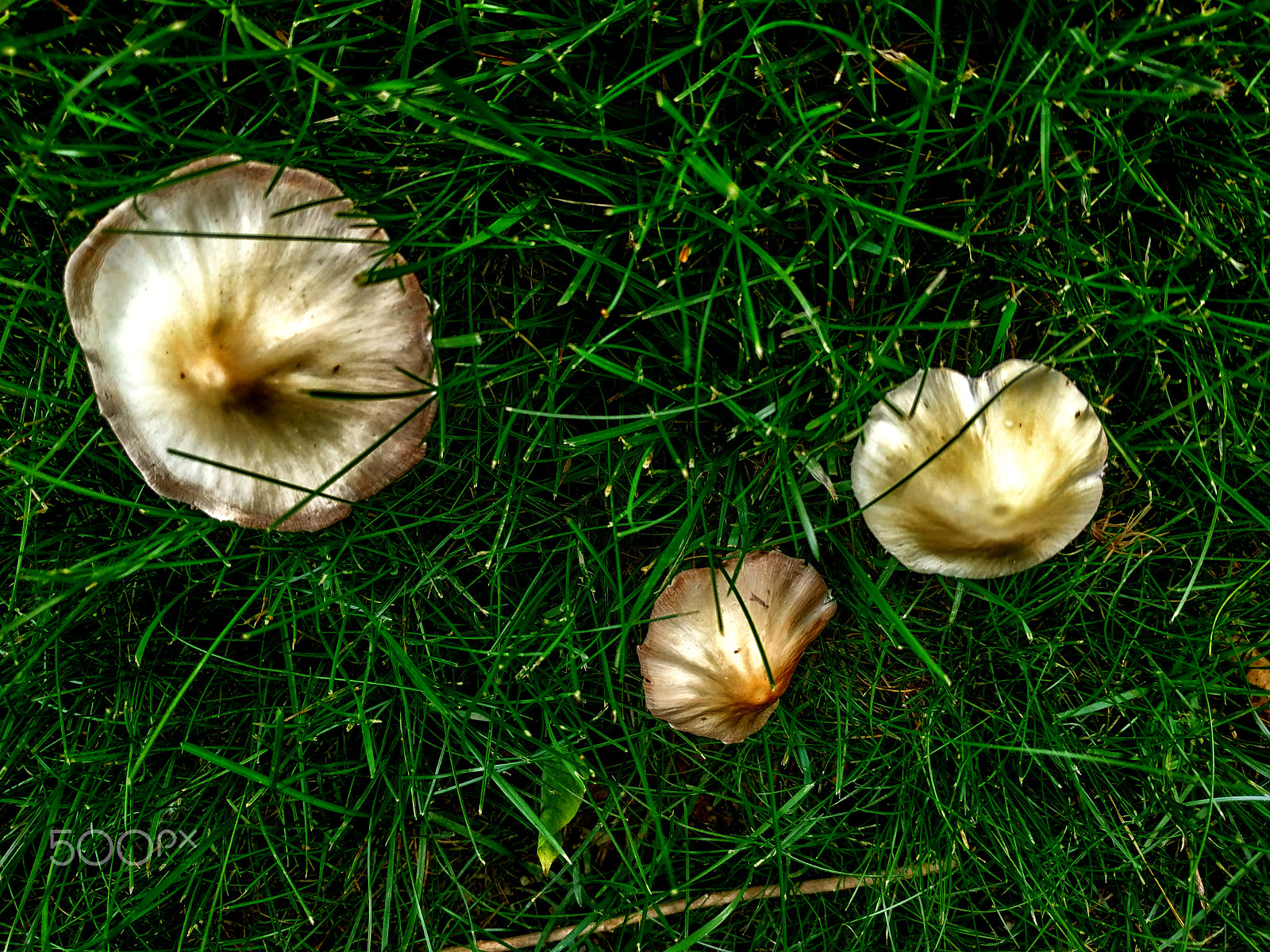 Google Pixel XL sample photo. Three mushrooms photography