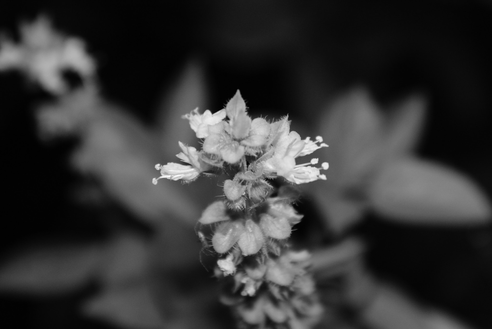 Sony Alpha DSLR-A200 sample photo. Flor photography