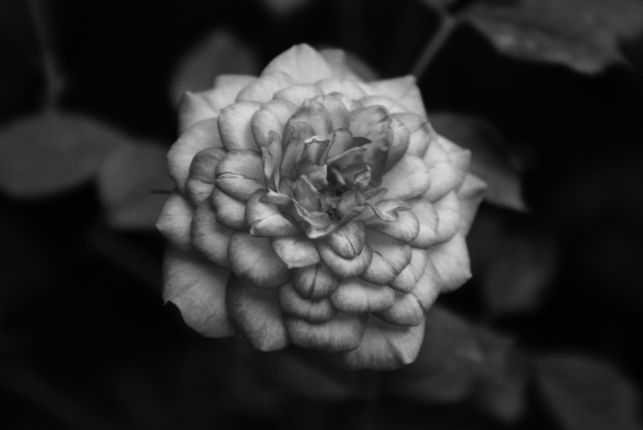 Sony Alpha DSLR-A200 sample photo. Rosa b&w photography