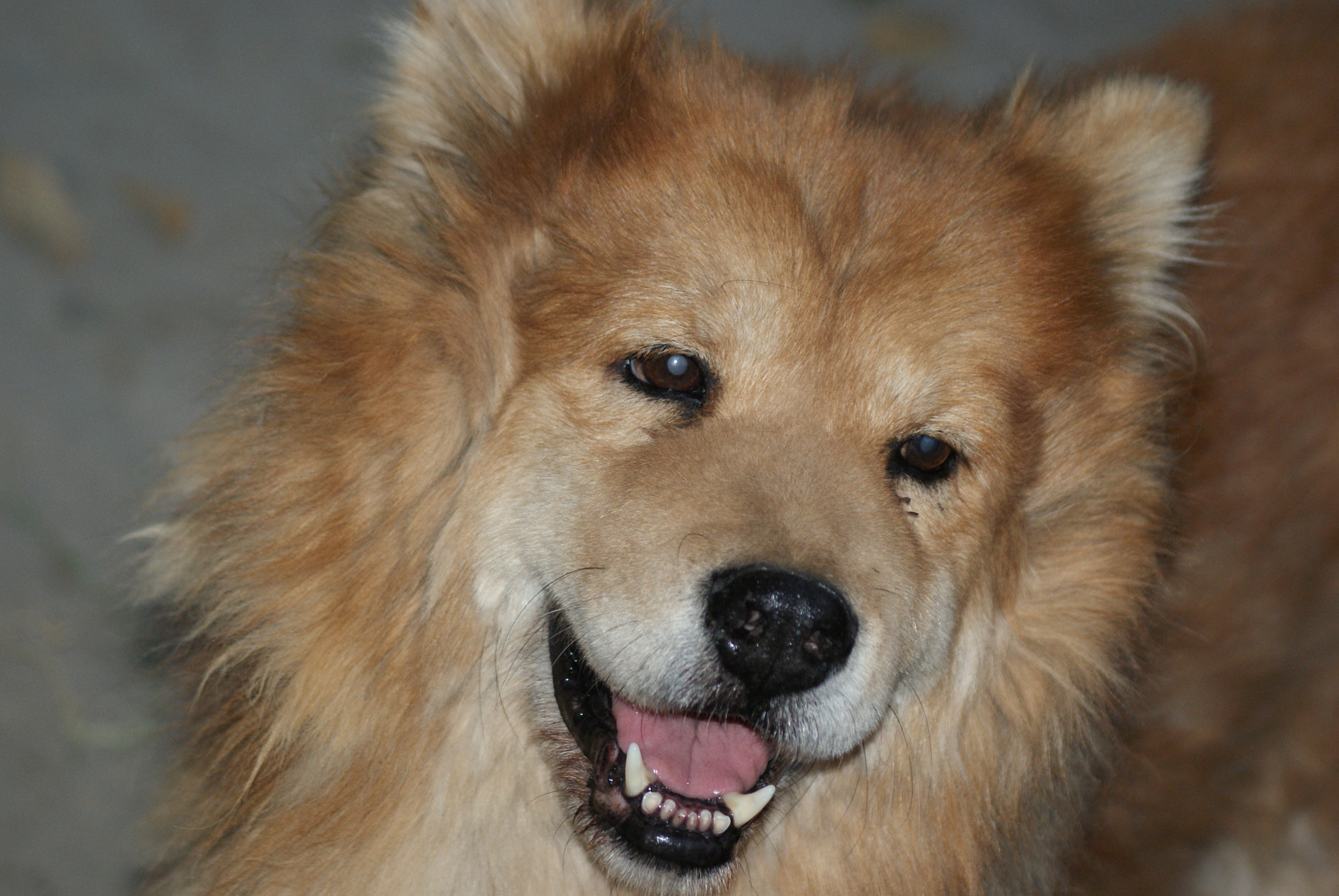 Sony 75-300mm F4.5-5.6 sample photo. Oso photography