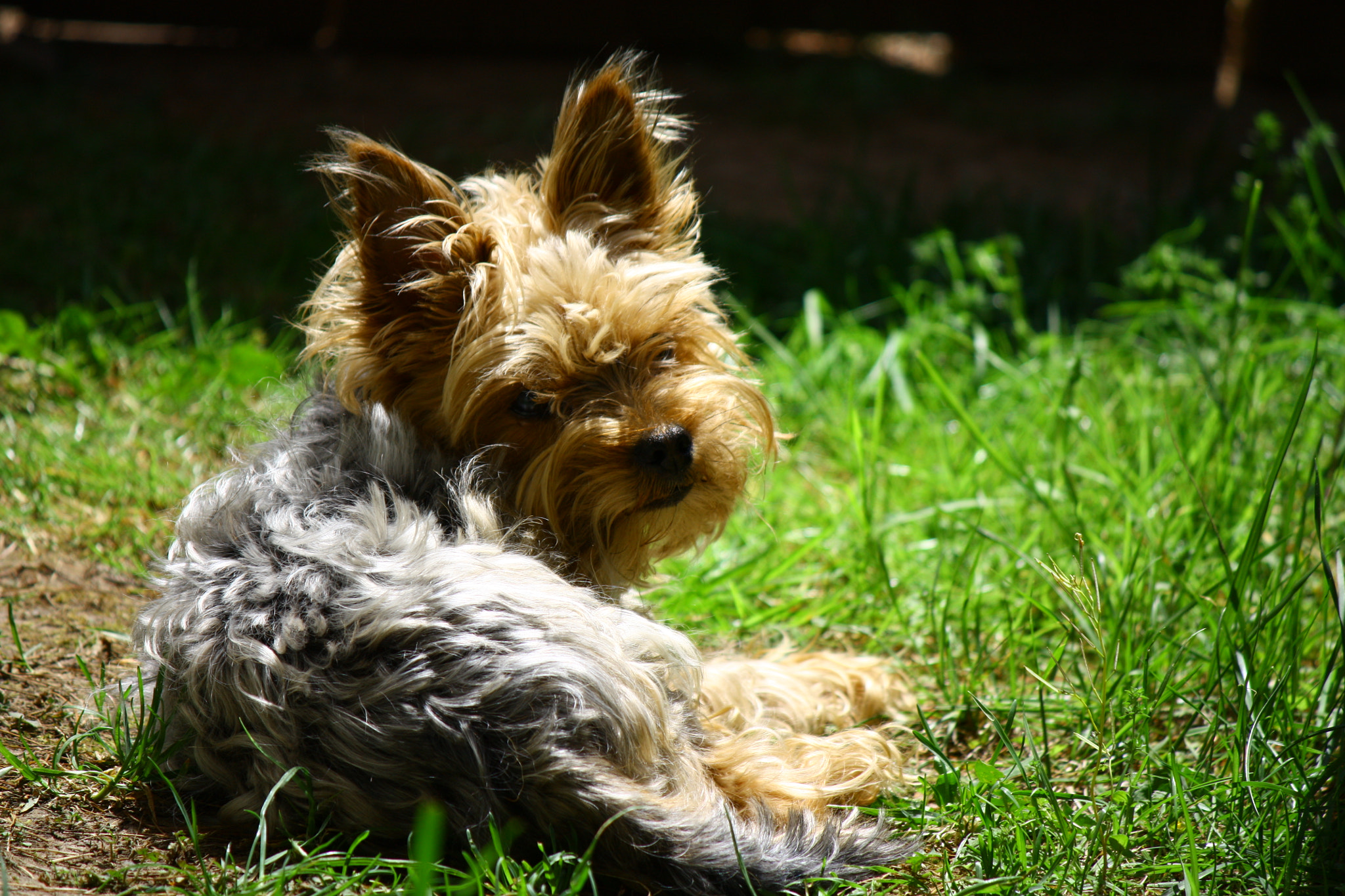 Canon EF-S 55-250mm F4-5.6 IS sample photo. Img photography