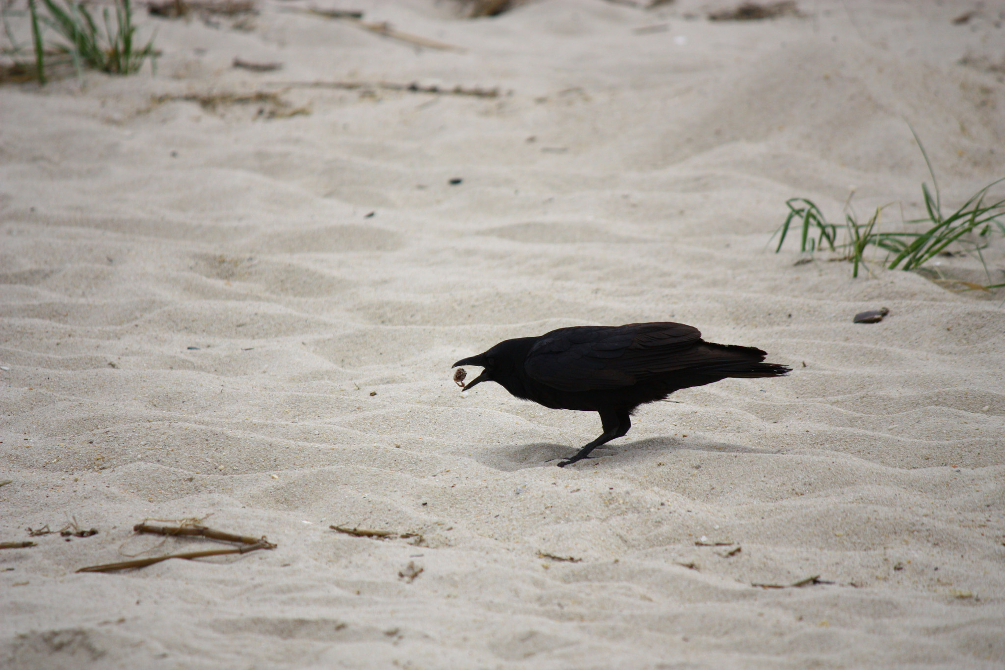 Canon EF-S 55-250mm F4-5.6 IS sample photo. Img photography