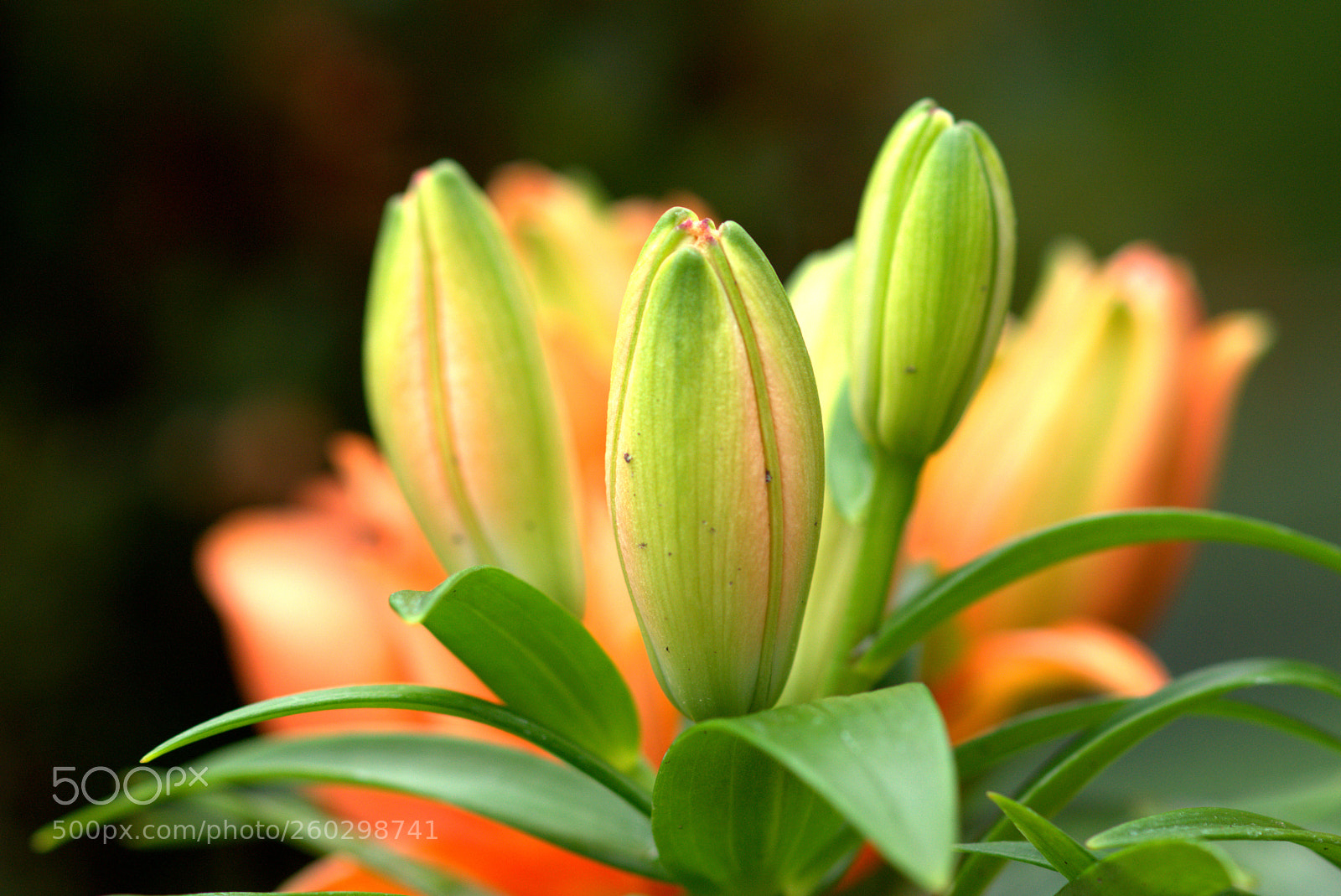 Sony SLT-A77 sample photo. Lilies photography