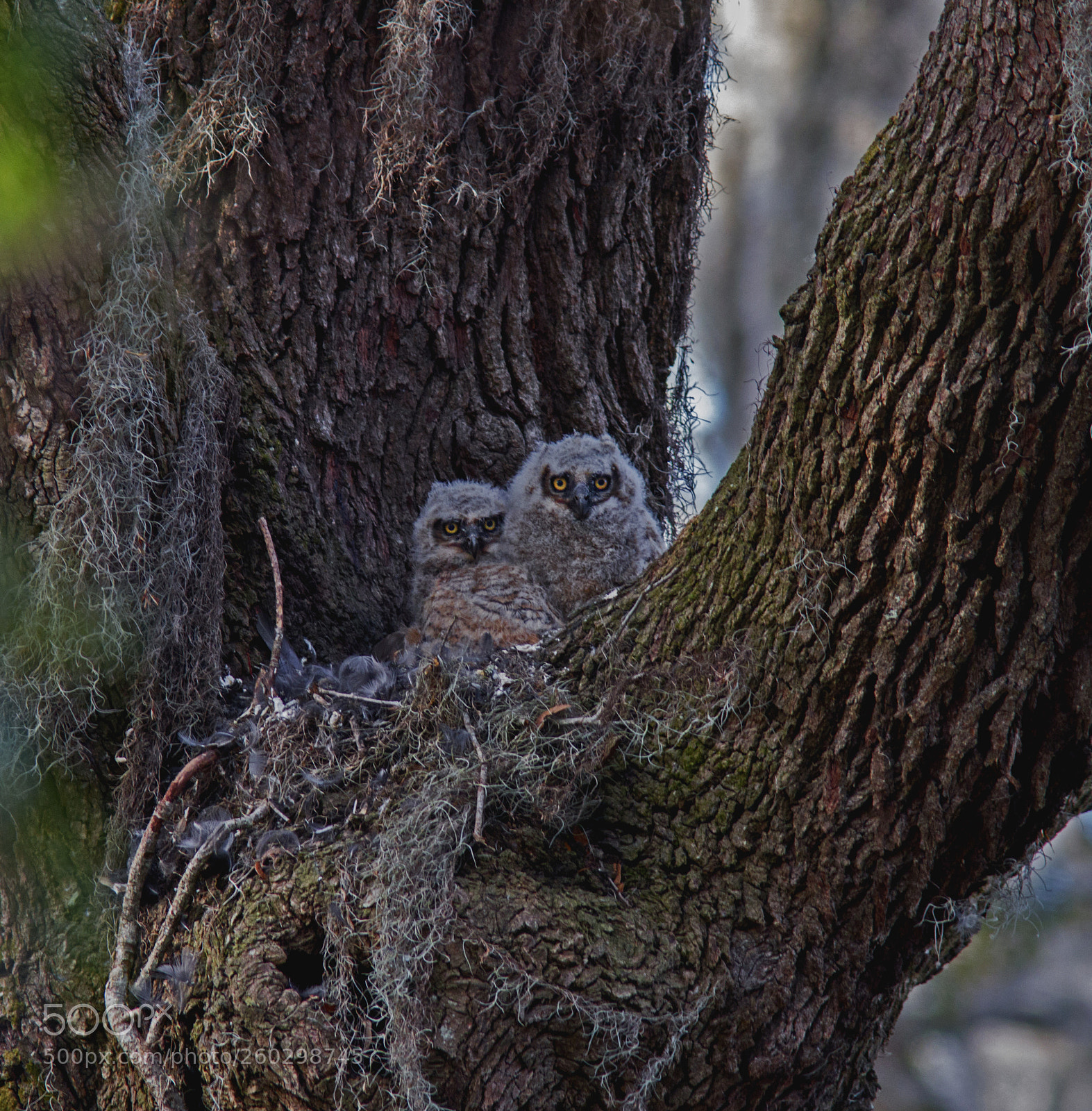 Canon EOS 70D sample photo. Owlets photography