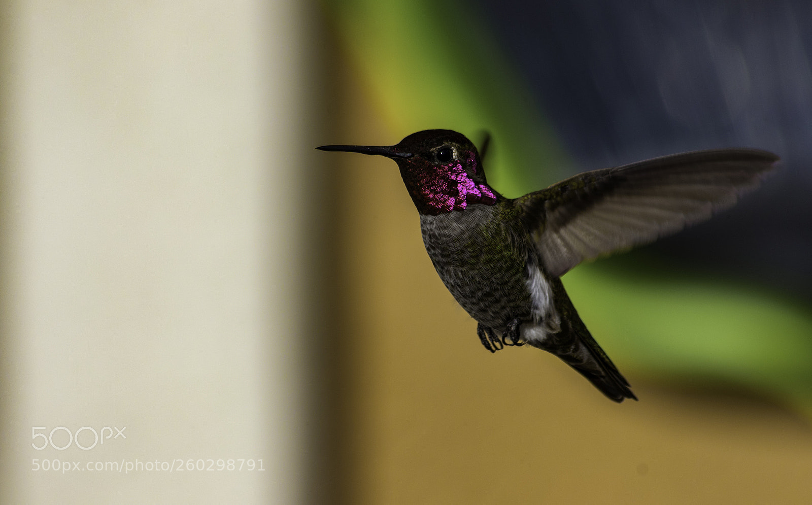 Canon EOS 7D Mark II sample photo. Hovering photography