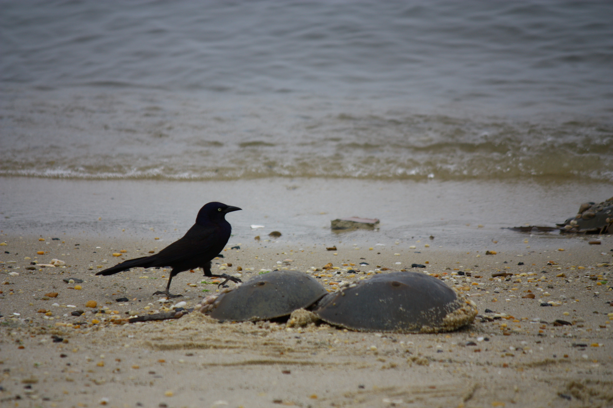 Canon EF-S 55-250mm F4-5.6 IS sample photo. Img photography