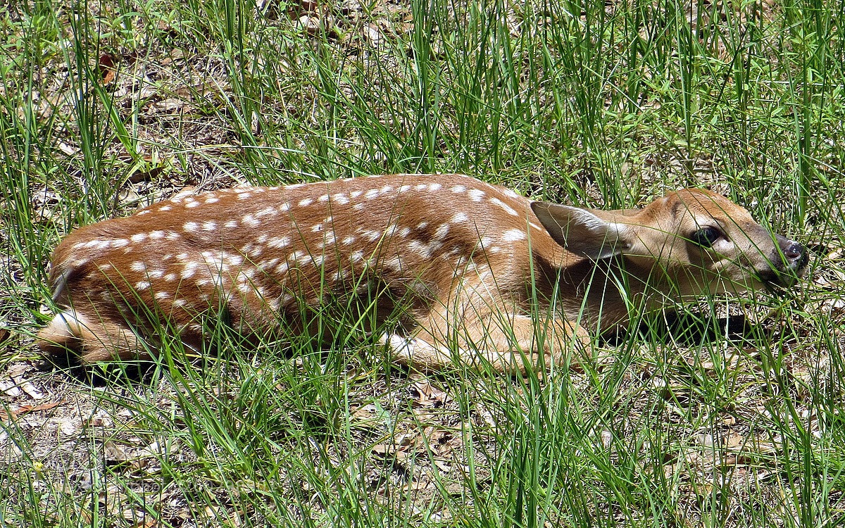 Canon PowerShot SX260 HS sample photo. Fawn photography
