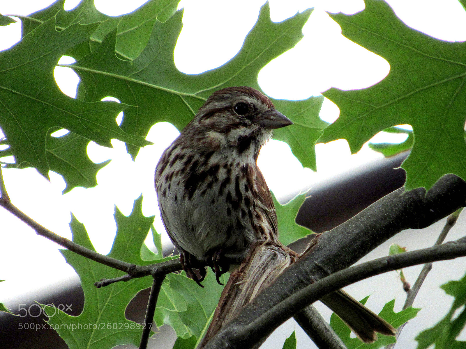Canon PowerShot SX530 HS sample photo. His eye is on photography