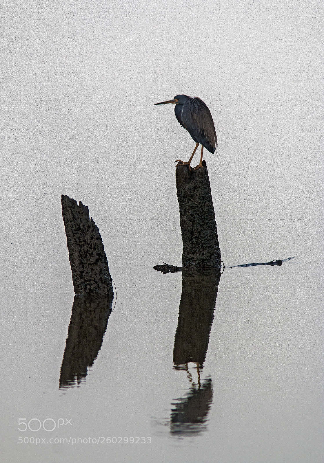 Canon EOS 70D sample photo. In the fog photography