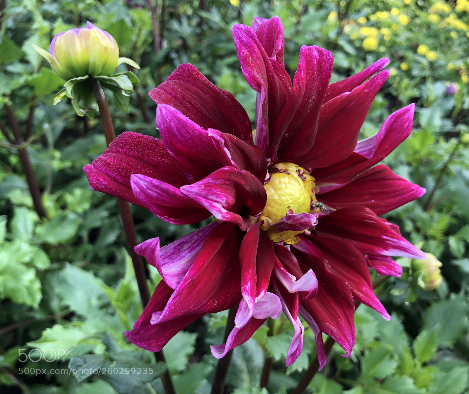 Apple iPhone X sample photo. Untitled photography