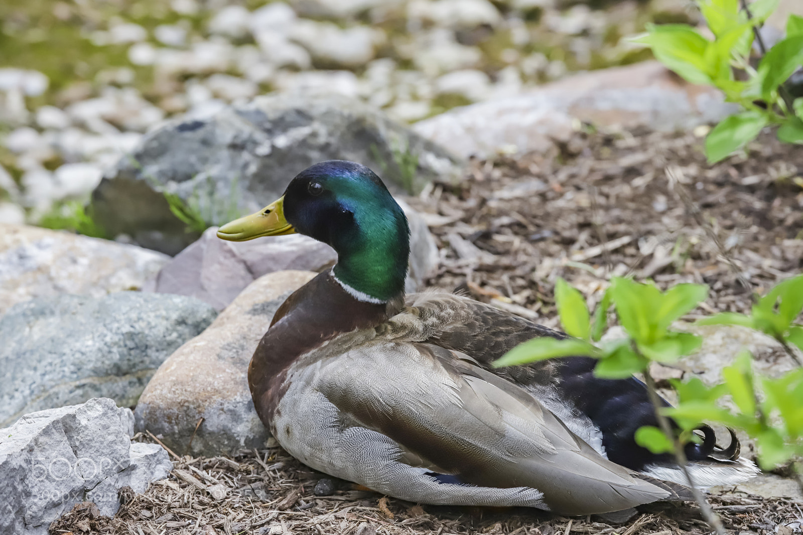 Canon EOS 6D Mark II sample photo. Duck photography
