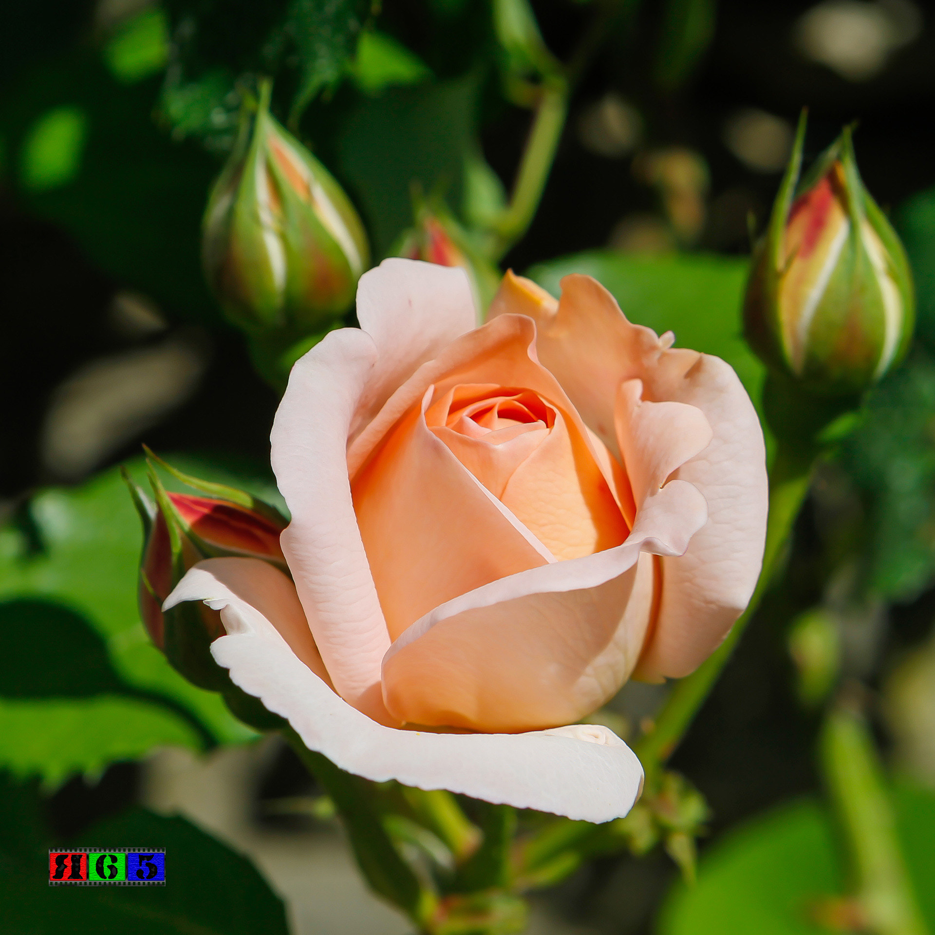 Canon EOS-1D Mark IV sample photo. Rose in einem garten photography