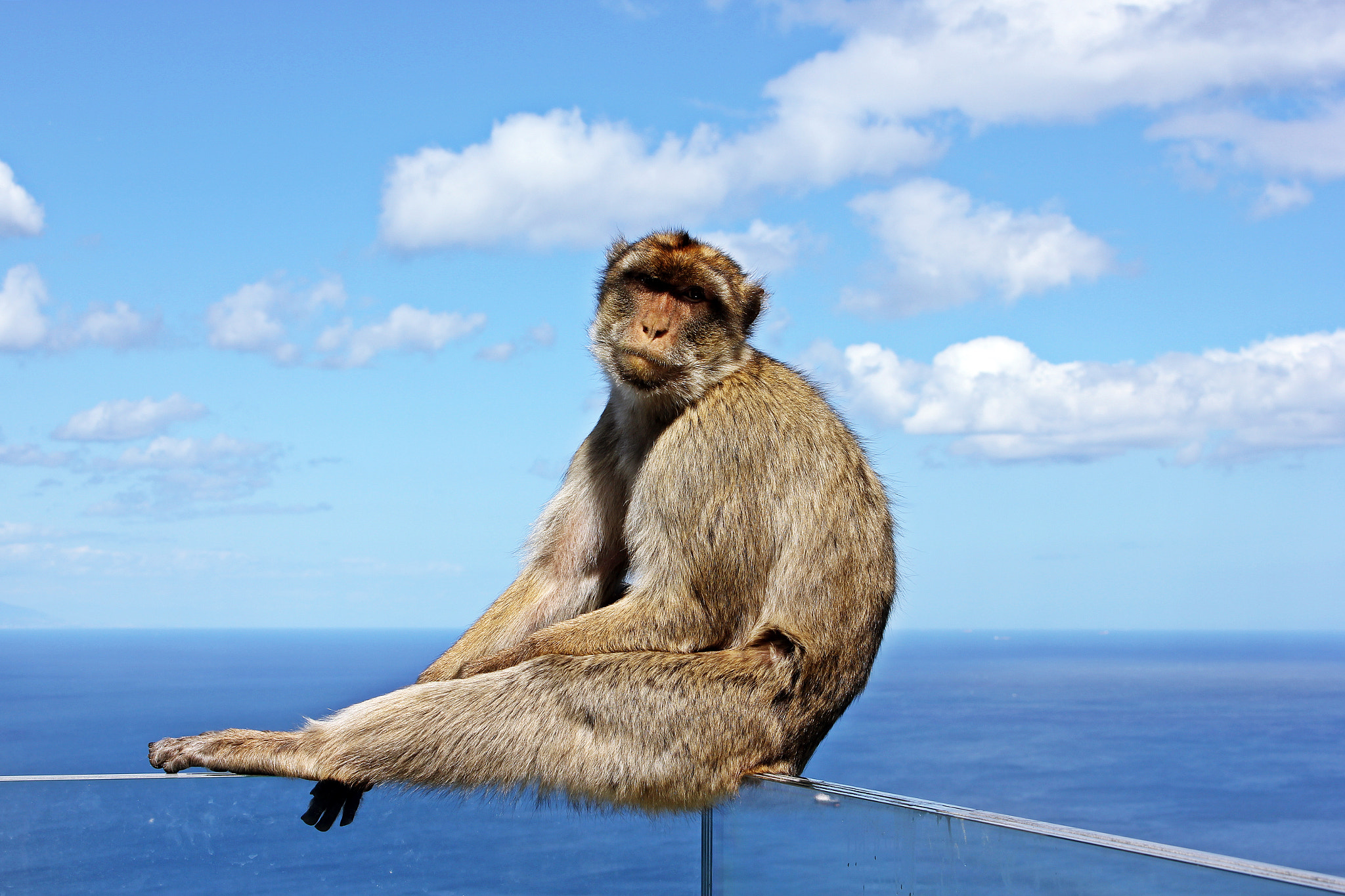 Canon EOS 550D (EOS Rebel T2i / EOS Kiss X4) sample photo. Reckless macaque photography