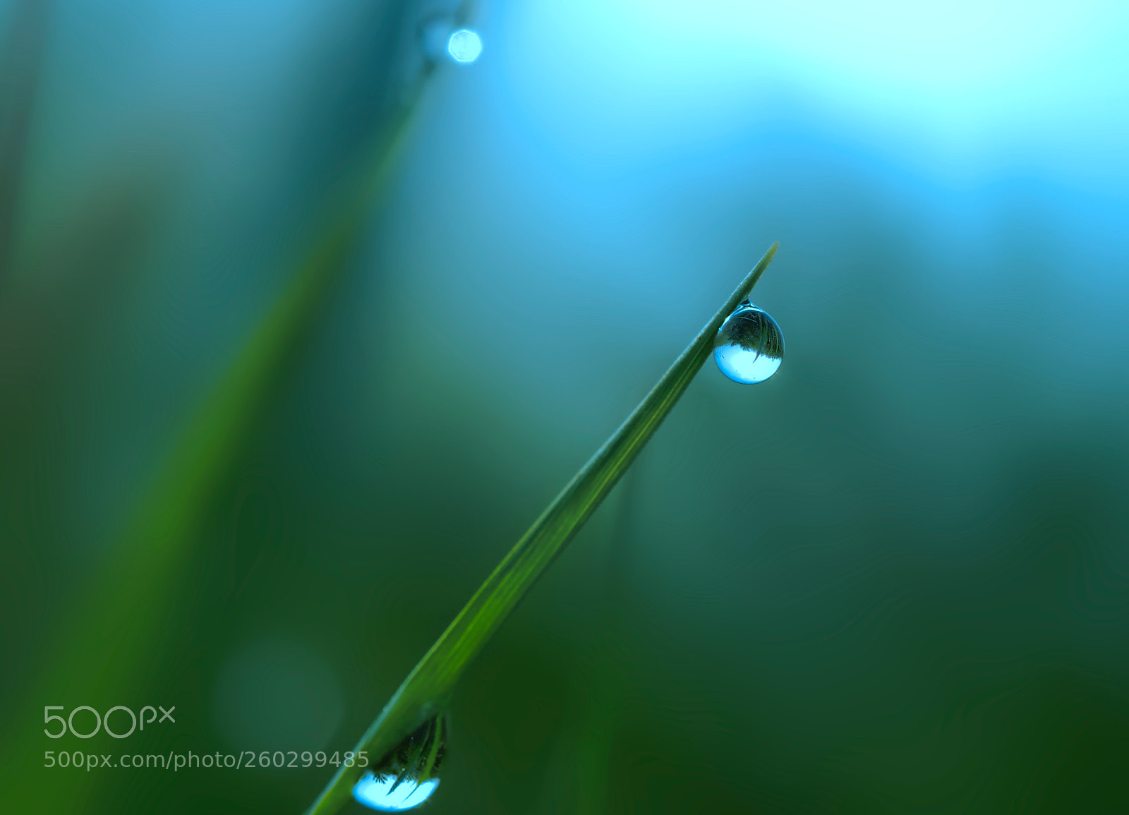 Olympus OM-D E-M1 sample photo. Morning dews drops photography