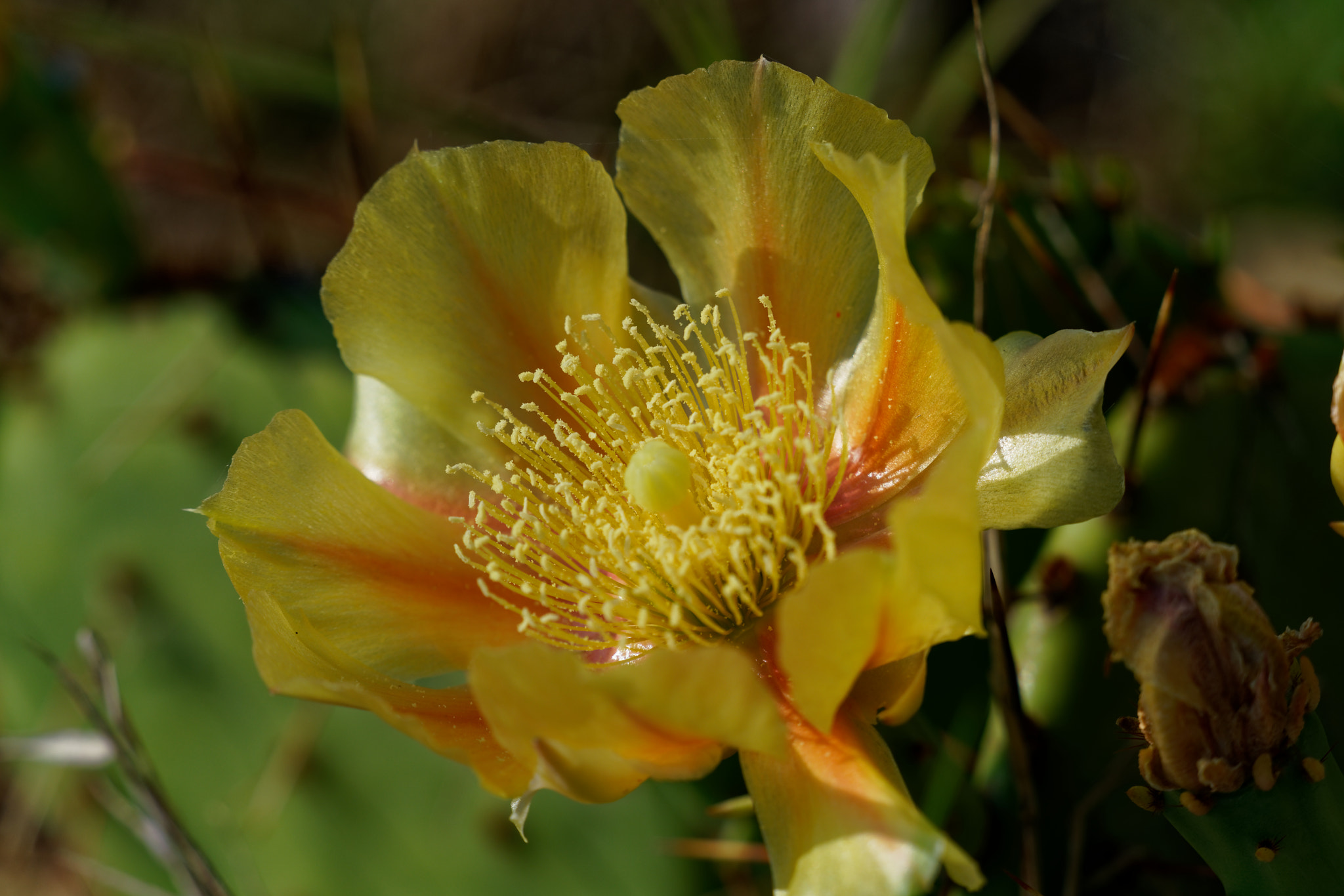 Sony a7R II + Sony FE 70-300mm F4.5-5.6 G OSS sample photo. Prickly pear bloom photography