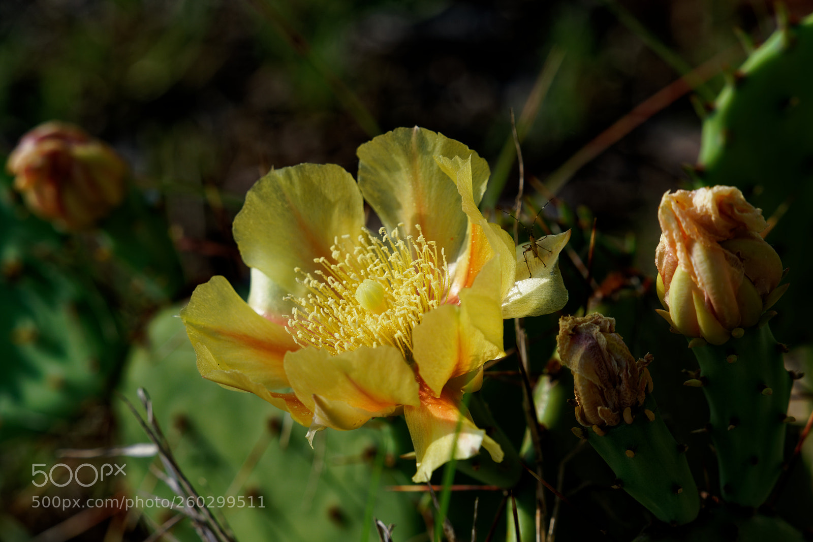 Sony a7R II sample photo. Prickly pear and friend photography