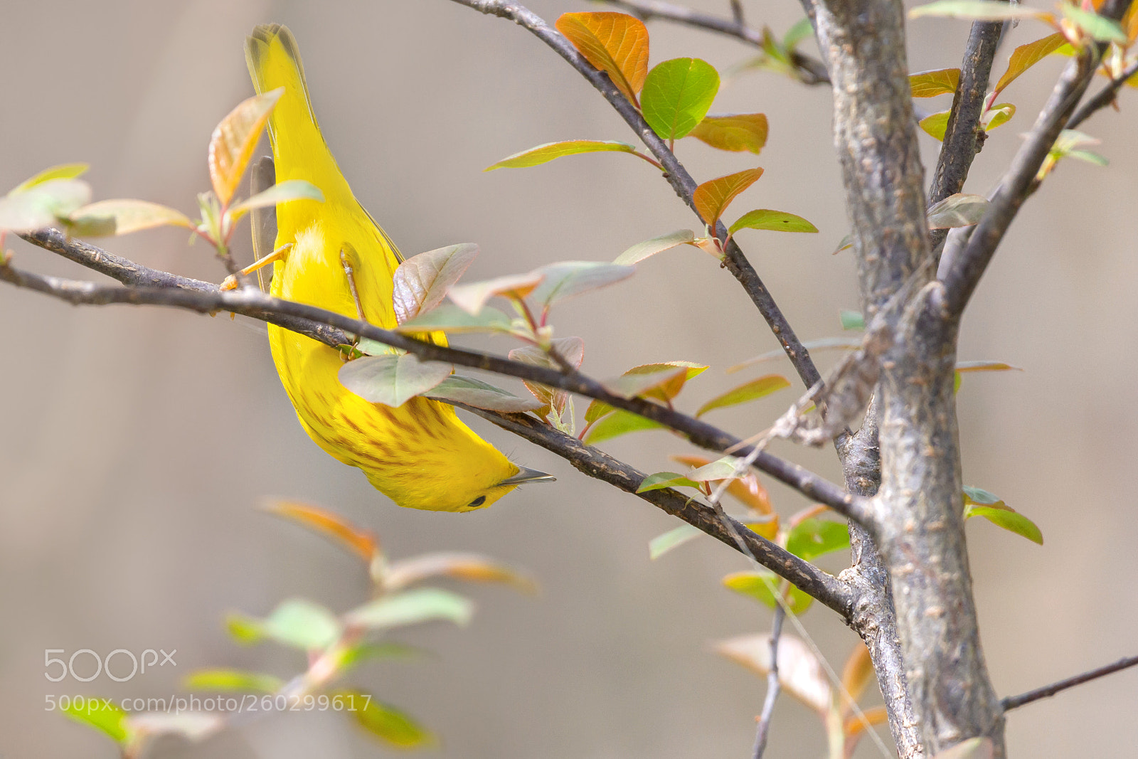 Nikon D7200 sample photo. Yellow warbler 04 photography