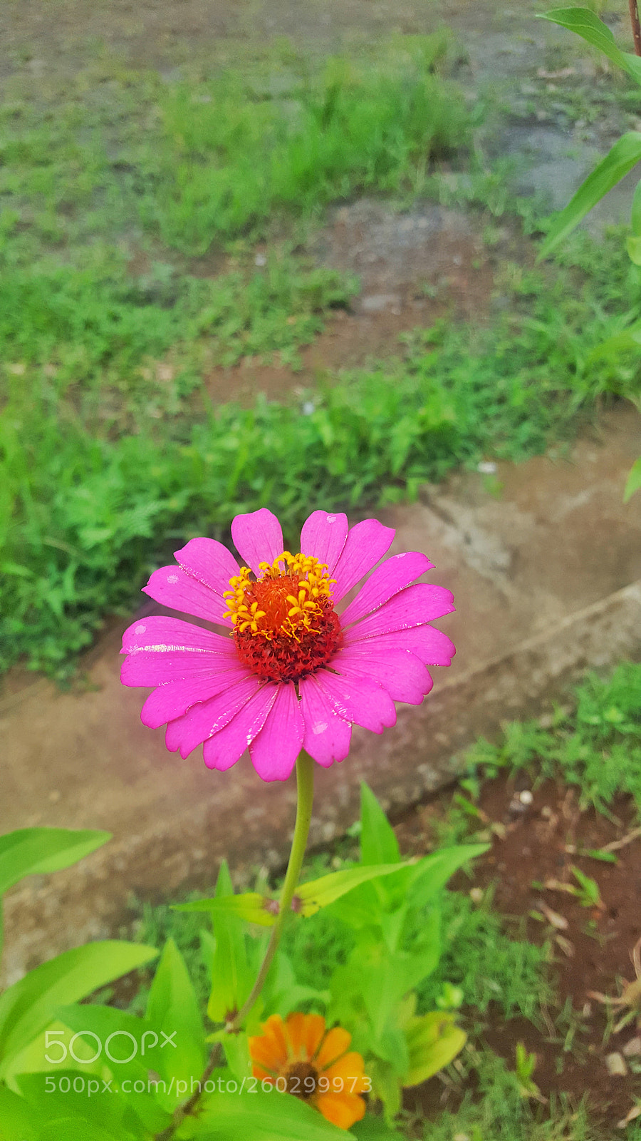 Samsung GALAXY S6 edge sample photo. Untitled photography