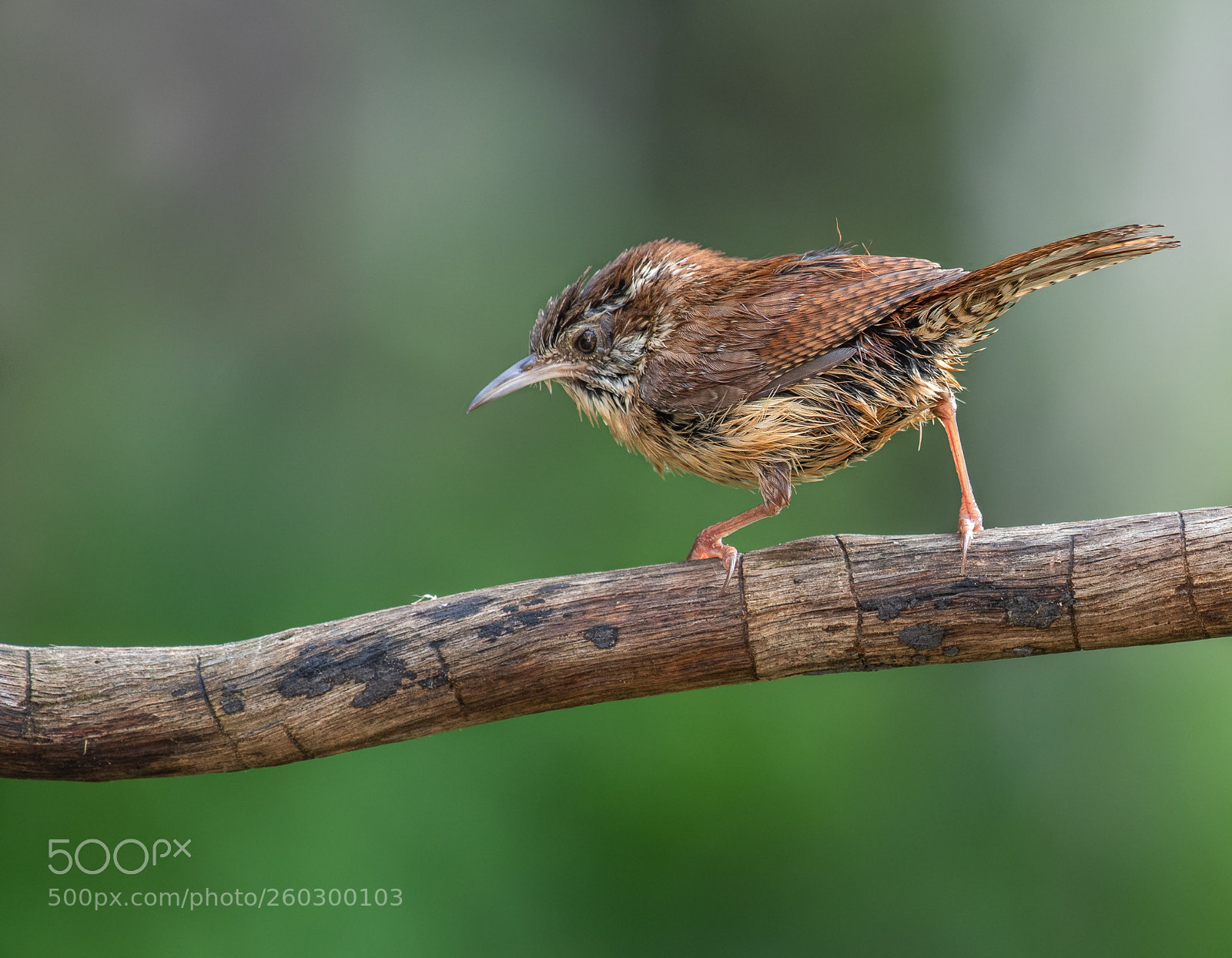 Nikon D500 sample photo. Wren after rain photography