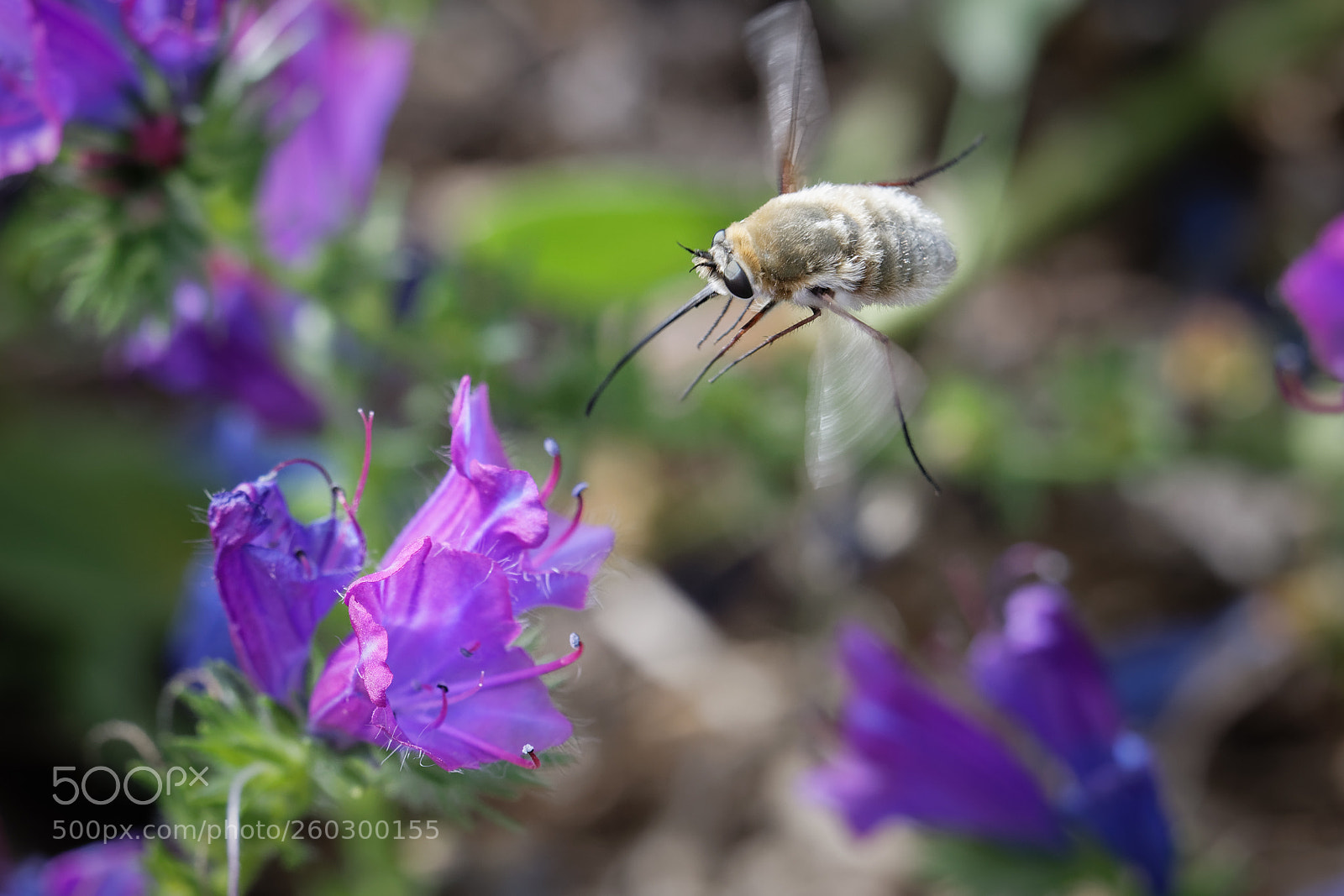 Canon EOS 6D Mark II sample photo. Floral meal photography