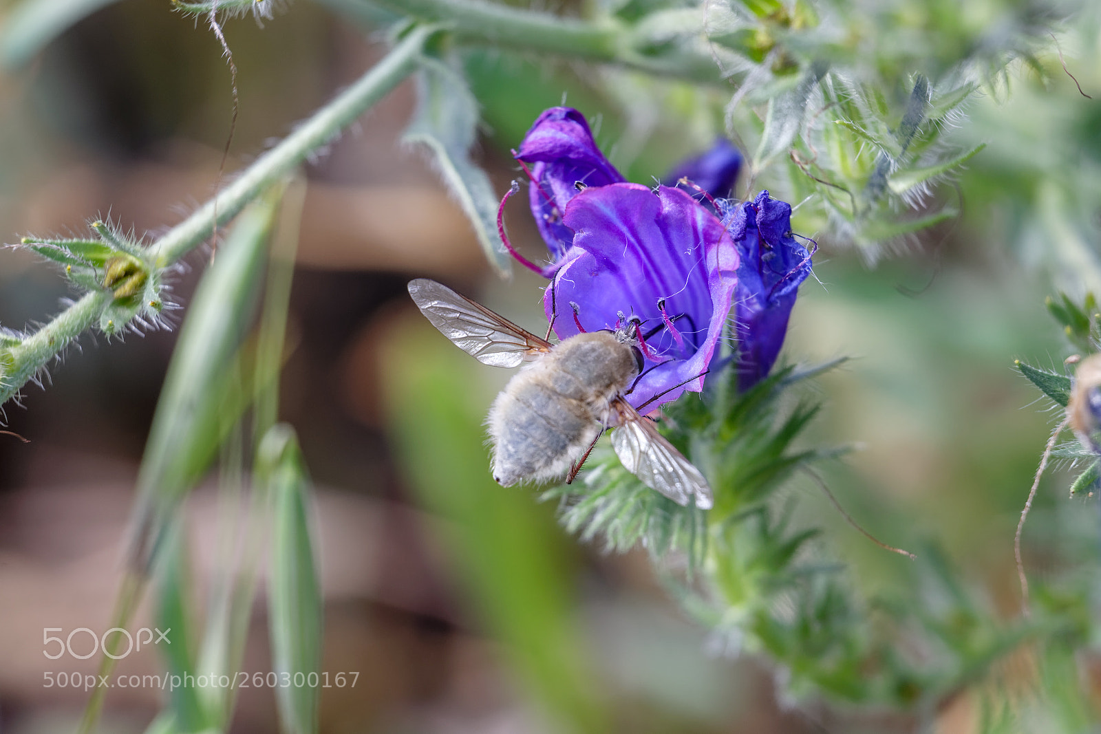 Canon EOS 6D Mark II sample photo. Floral meal ii photography