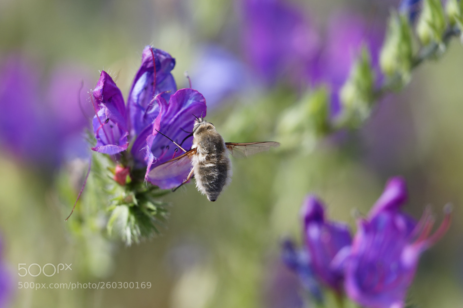 Canon EOS 6D Mark II sample photo. Floral meal iii photography