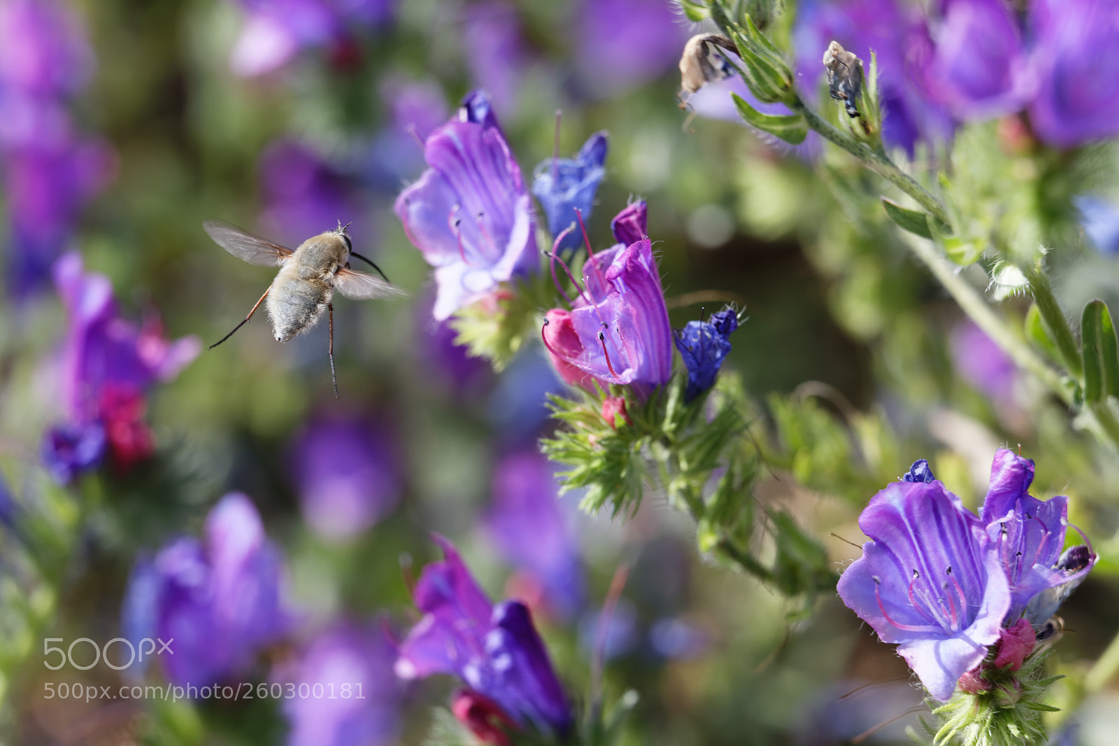 Canon EOS 6D Mark II sample photo. Floral meal iv photography