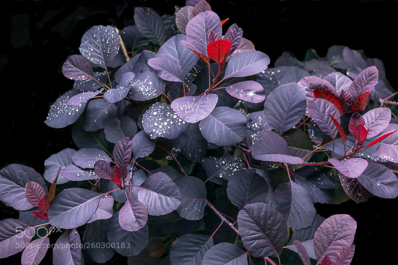 Canon EOS 70D sample photo. Fairy dust photography