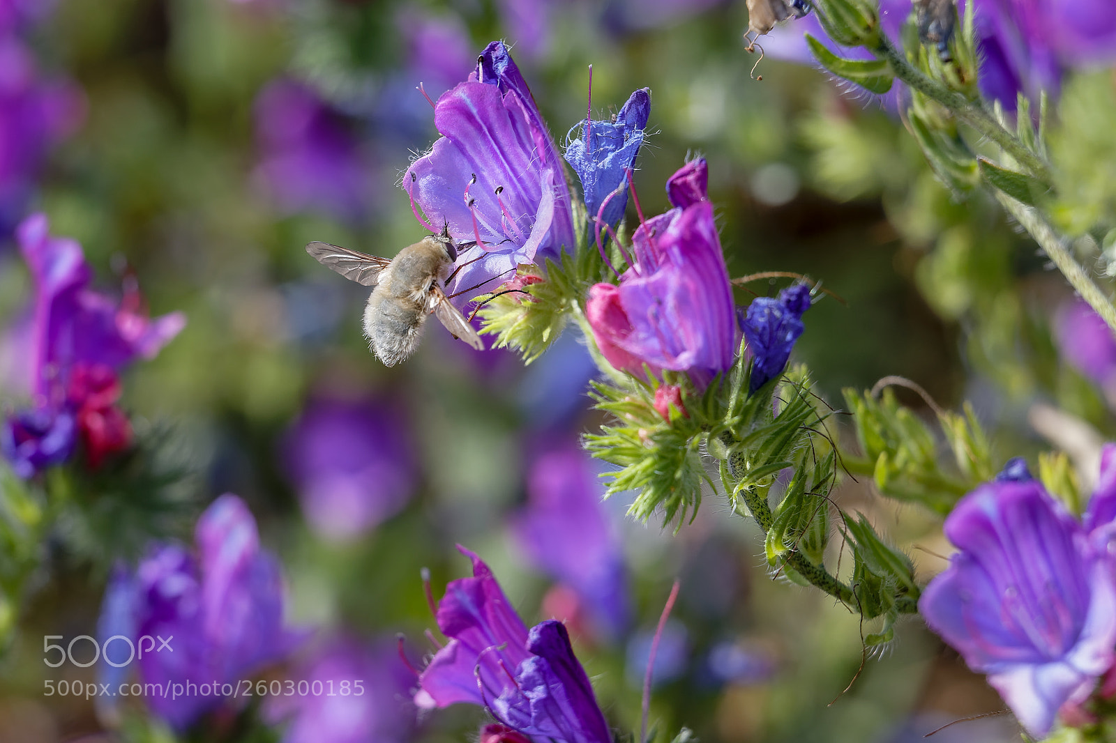 Canon EOS 6D Mark II sample photo. Floral meal v photography
