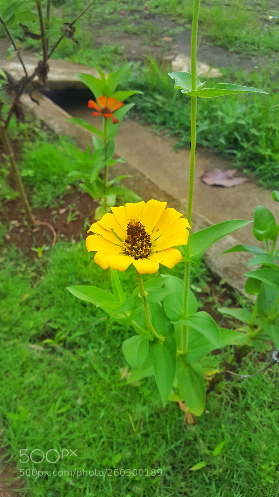 Samsung GALAXY S6 edge sample photo. Untitled photography