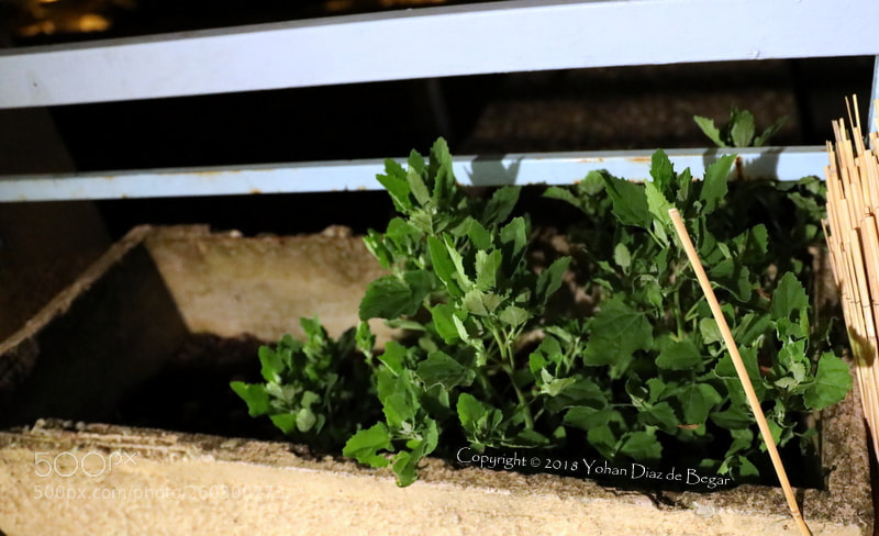 Canon EF 24-70mm F2.8L II USM sample photo. Na photography
