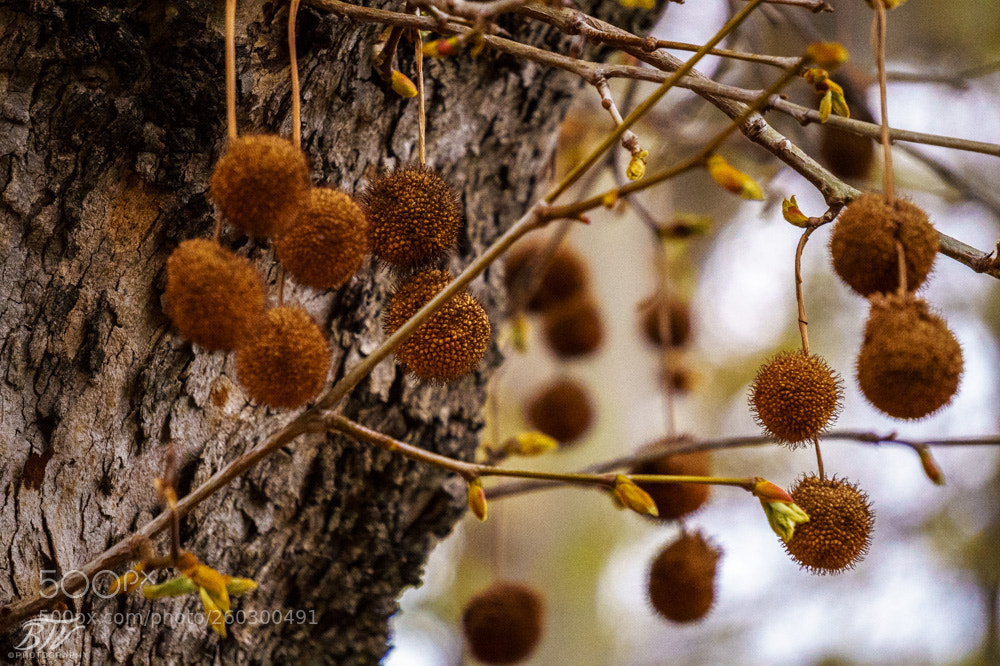 Sony Alpha a5000 (ILCE 5000) sample photo. Untitled photography