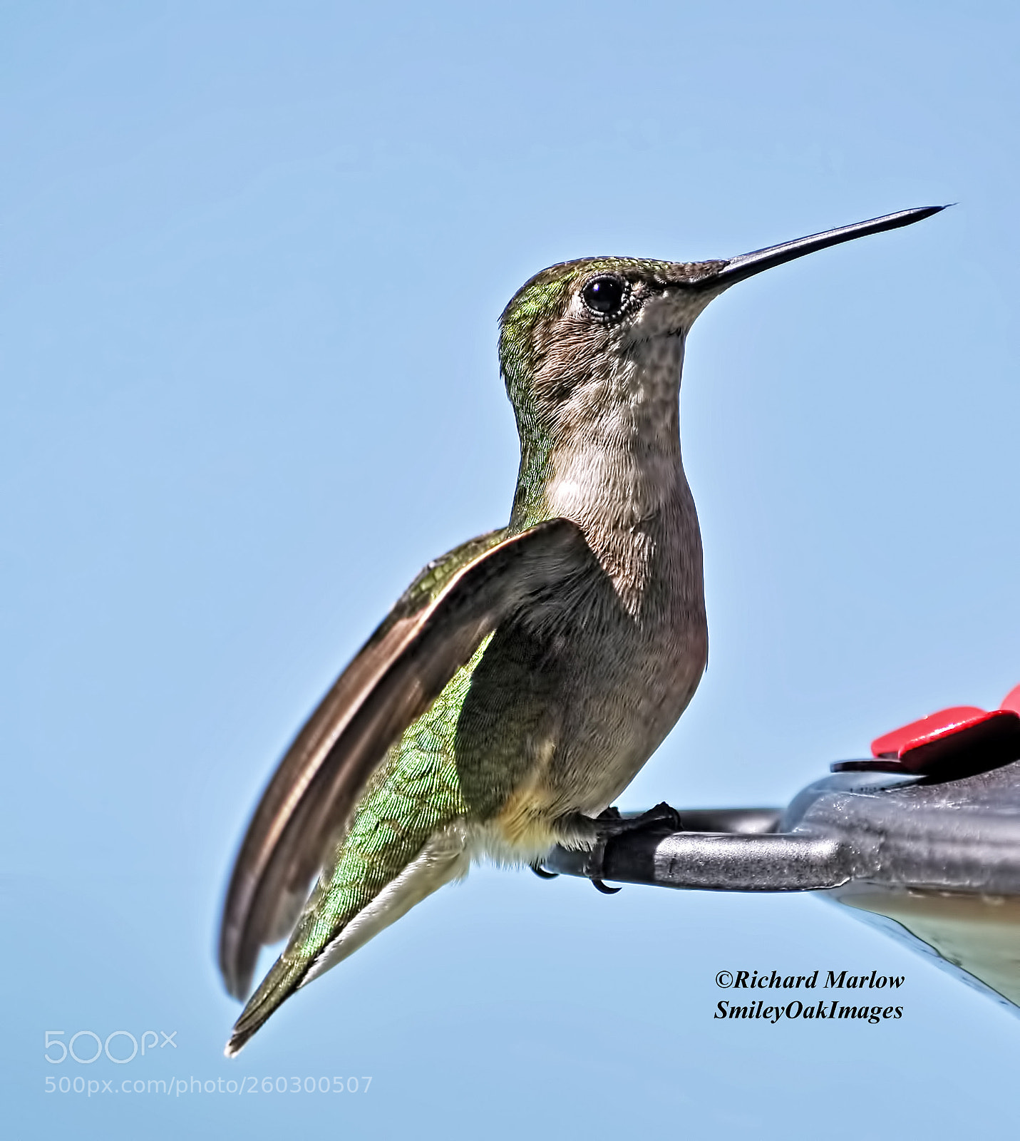 Nikon D5000 sample photo. Hummingbird photography