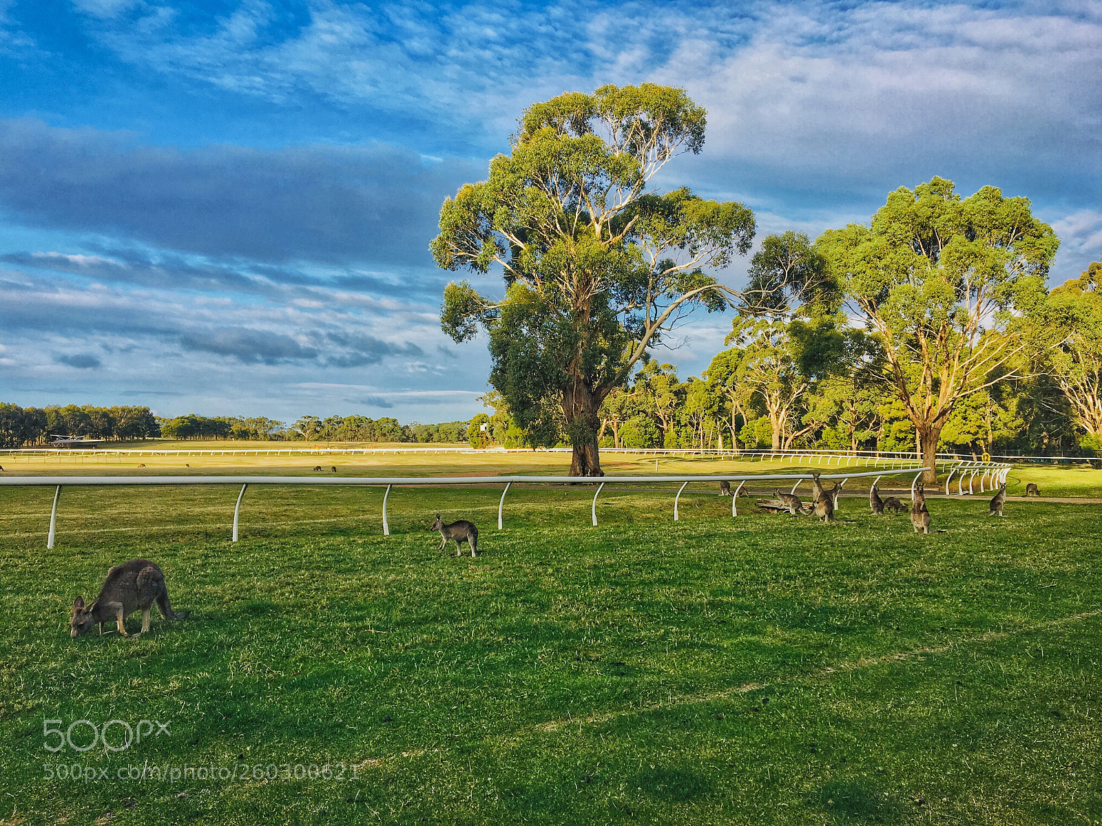 Apple iPhone 6s sample photo. Kangaroos  photography