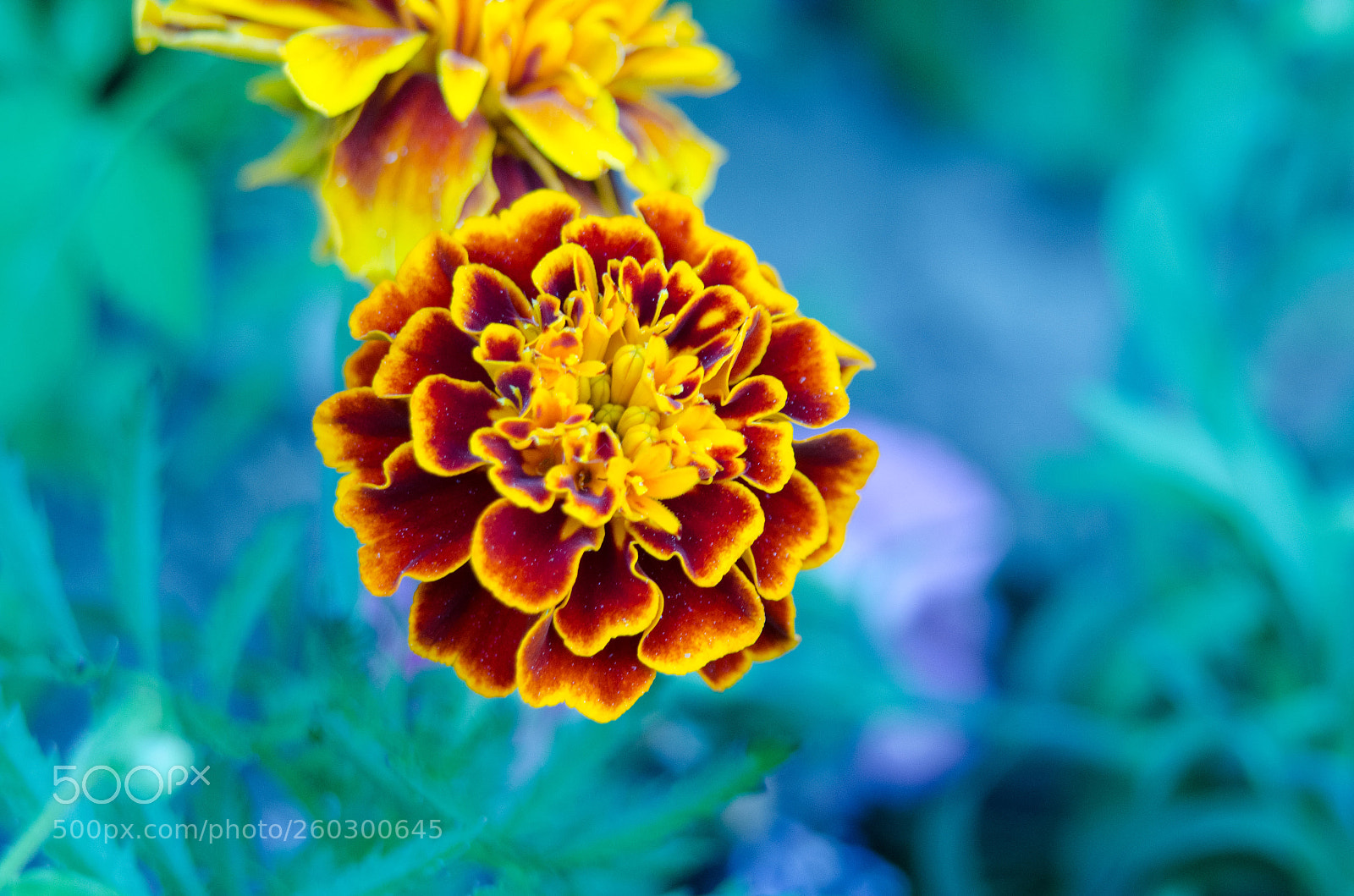 Nikon D7000 sample photo. Backyard15 photography