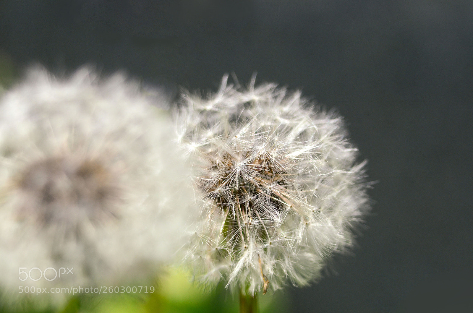 Nikon D7000 sample photo. Dandy photography
