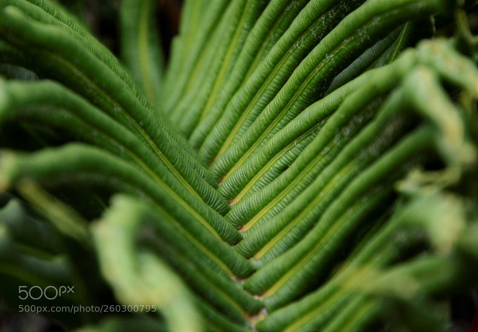 Nikon D7000 sample photo. Helecho photography
