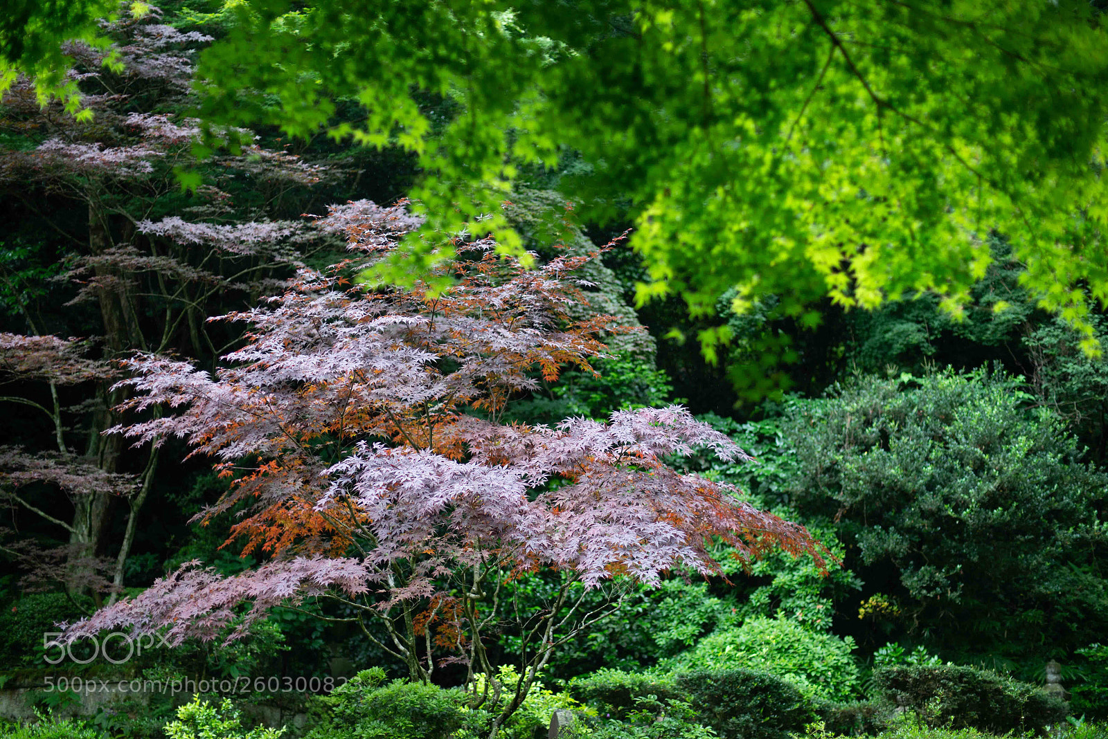 Nikon D800 sample photo. Red leaves photography