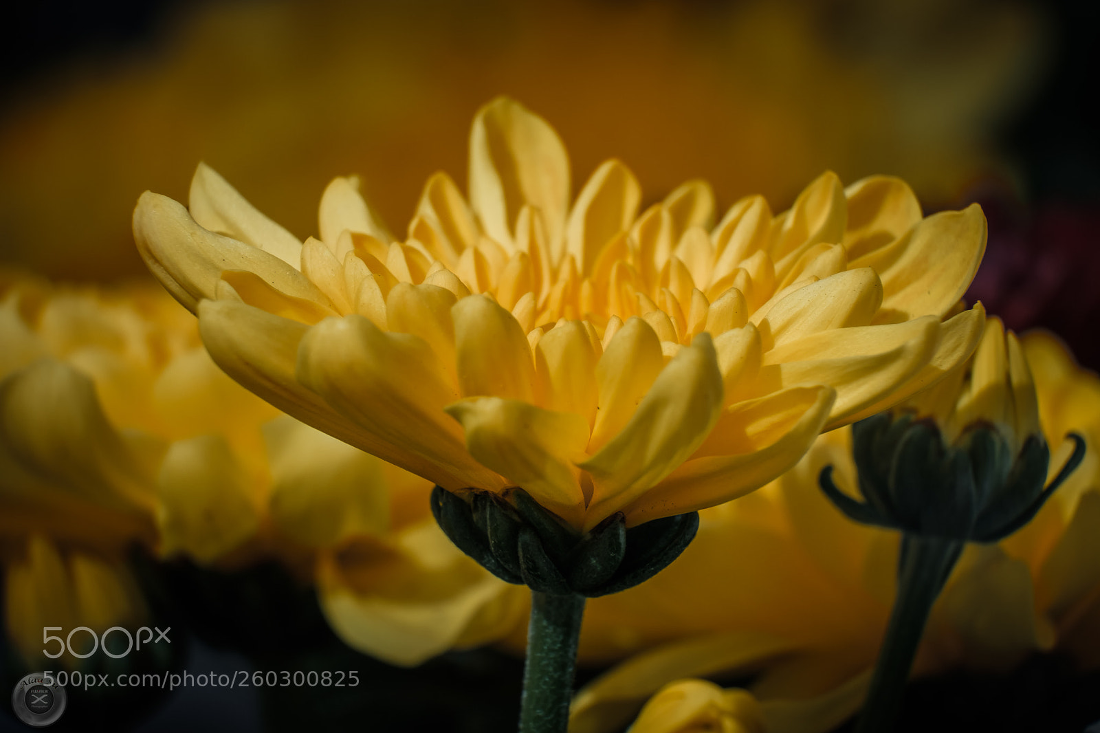 Fujifilm X-E3 sample photo. Yellow flower photography