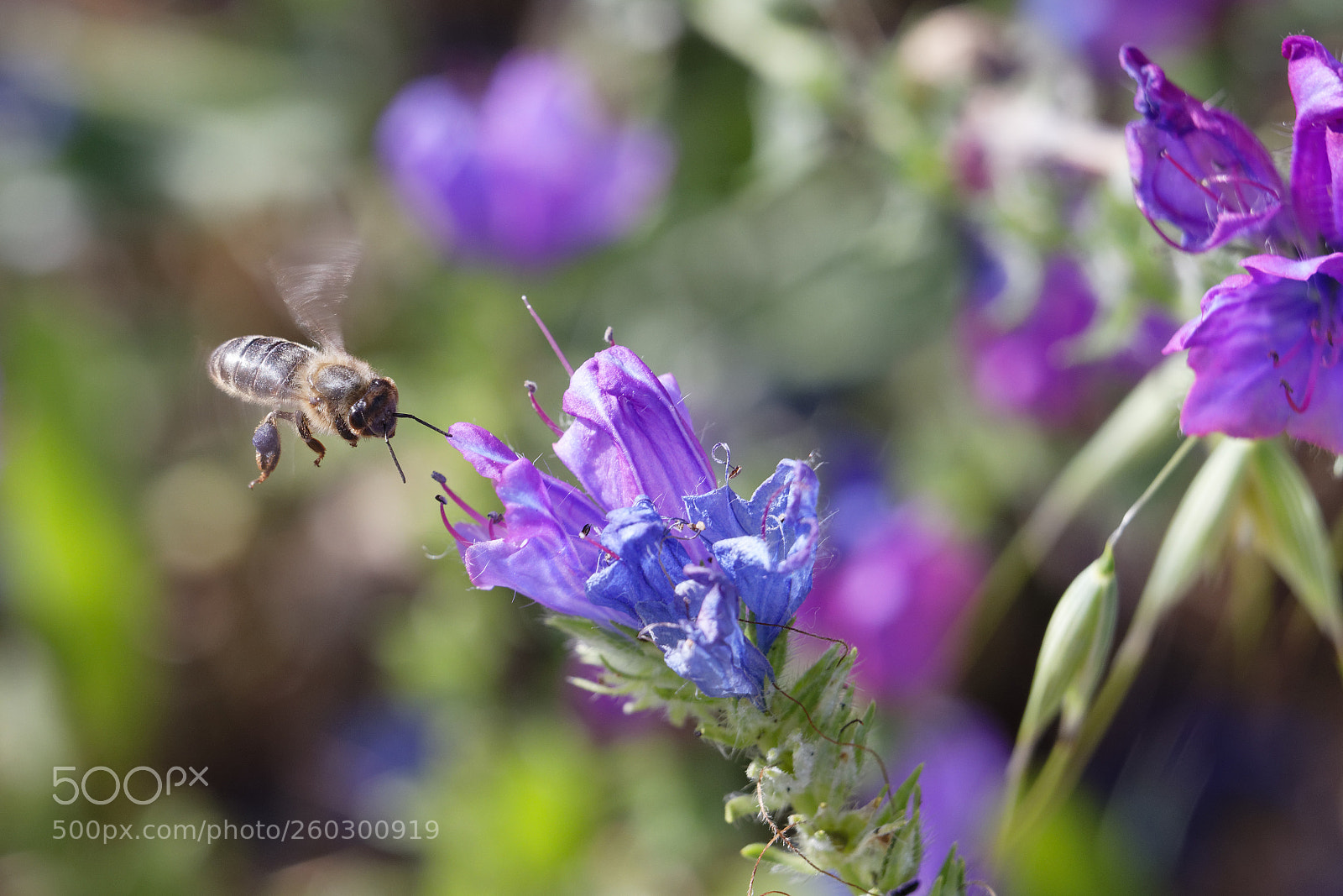 Canon EOS 6D Mark II sample photo. Floral meal vii photography