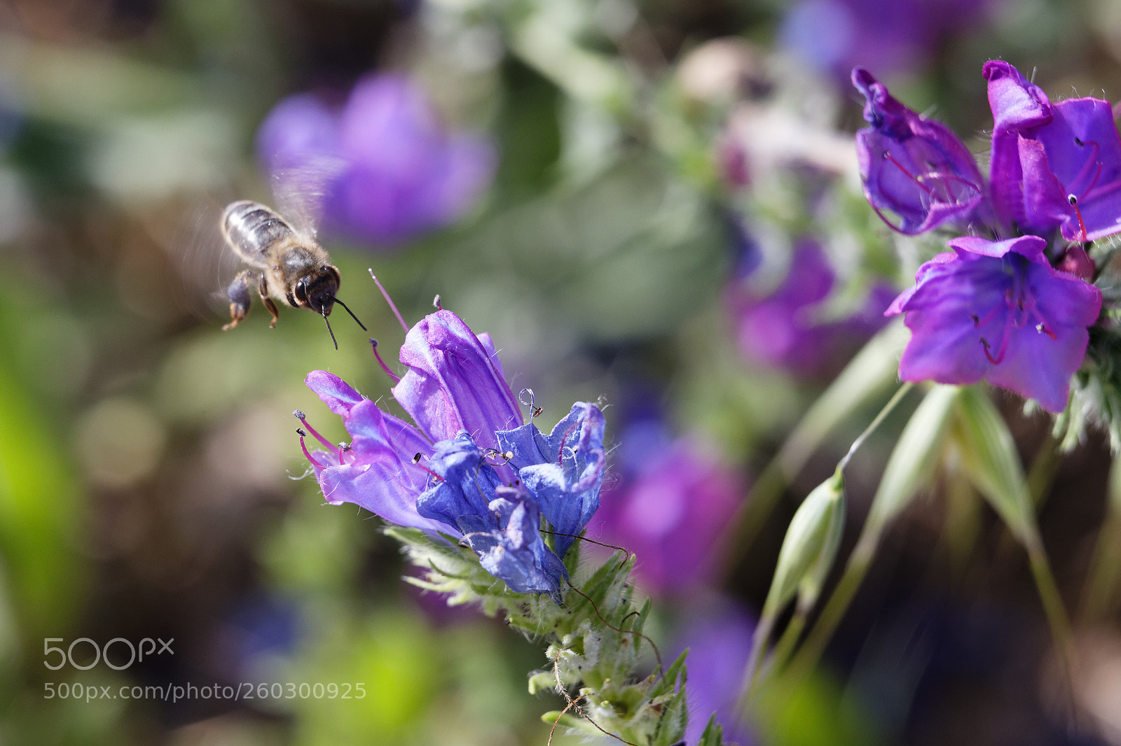 Canon EOS 6D Mark II sample photo. Floral meal vi photography