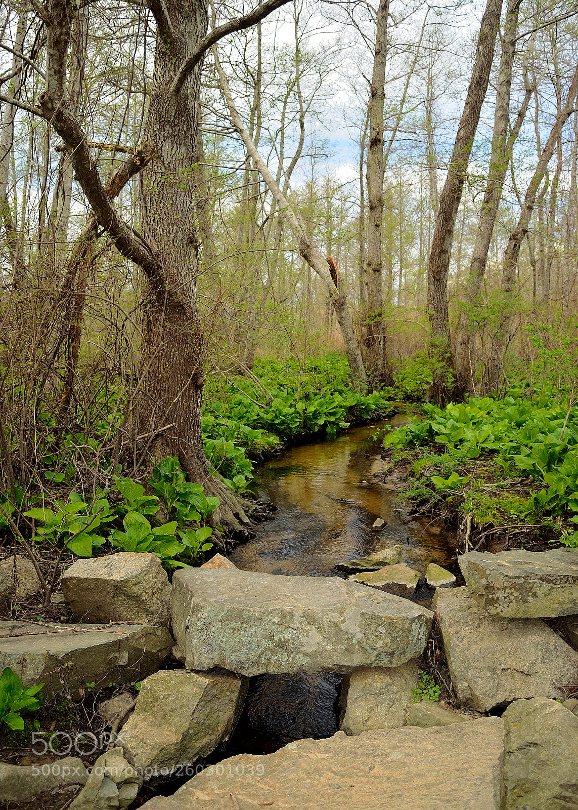 Nikon D5100 sample photo. Bordered brook photography